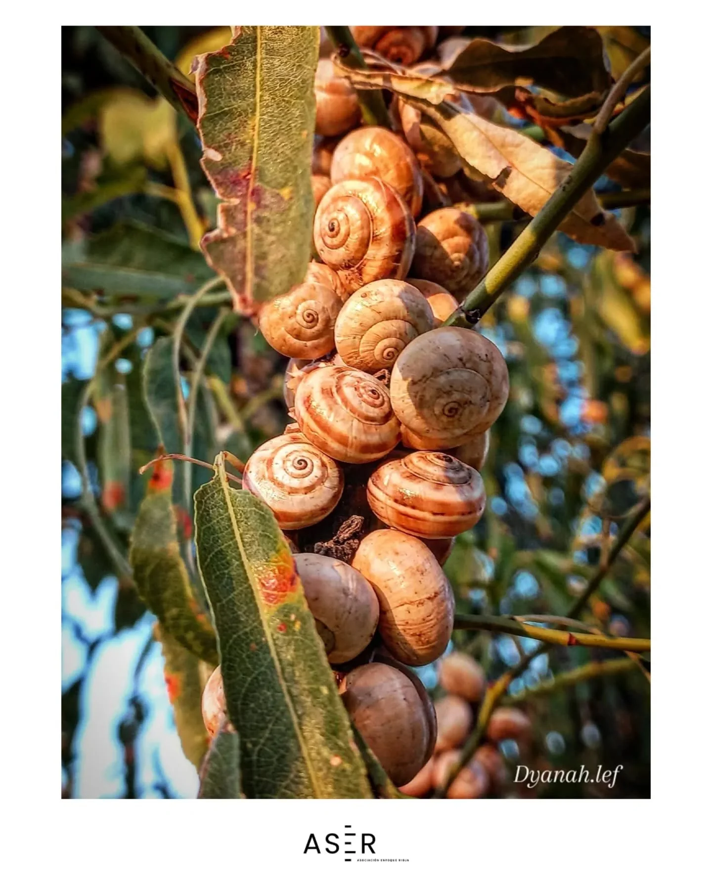 &iexcl;Foto destacada en #enfoquerioja!
Nos dej&aacute;is alucinando con vuestras publicaciones&hellip;
Hoy queremos dar protagonismo a la mirada &uacute;nica de @dyanah.lef con este pedazo de foto 📸✨

#enfoquerioja sigue creciendo gracias a vosotro