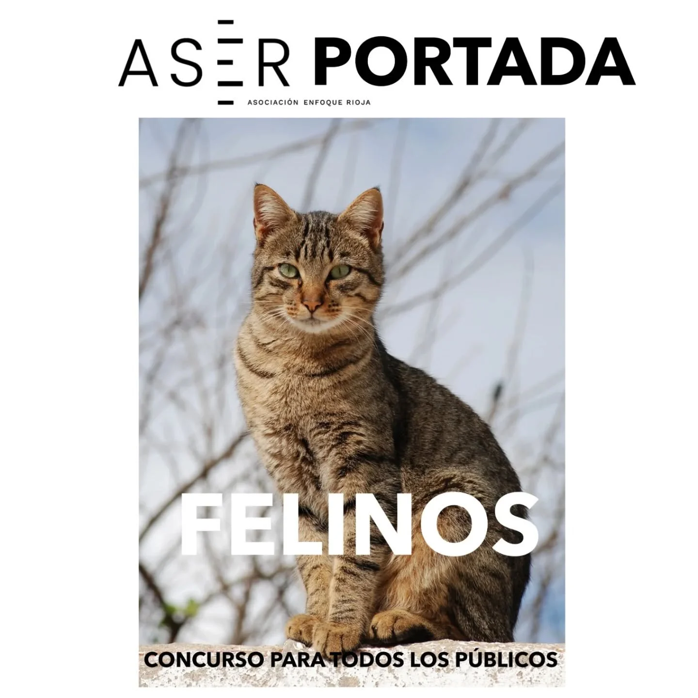 🏅CONCURSO MENSUAL🏅

TEMA DE FEBRERO: &ldquo;FELINOS"

#aserfebrero26

Aficionados a la fotograf&iacute;a, ya est&aacute; aqu&iacute; nuestro concurso por temas donde poner en pr&aacute;ctica algunos de los secretos de la fotograf&iacute;a y su