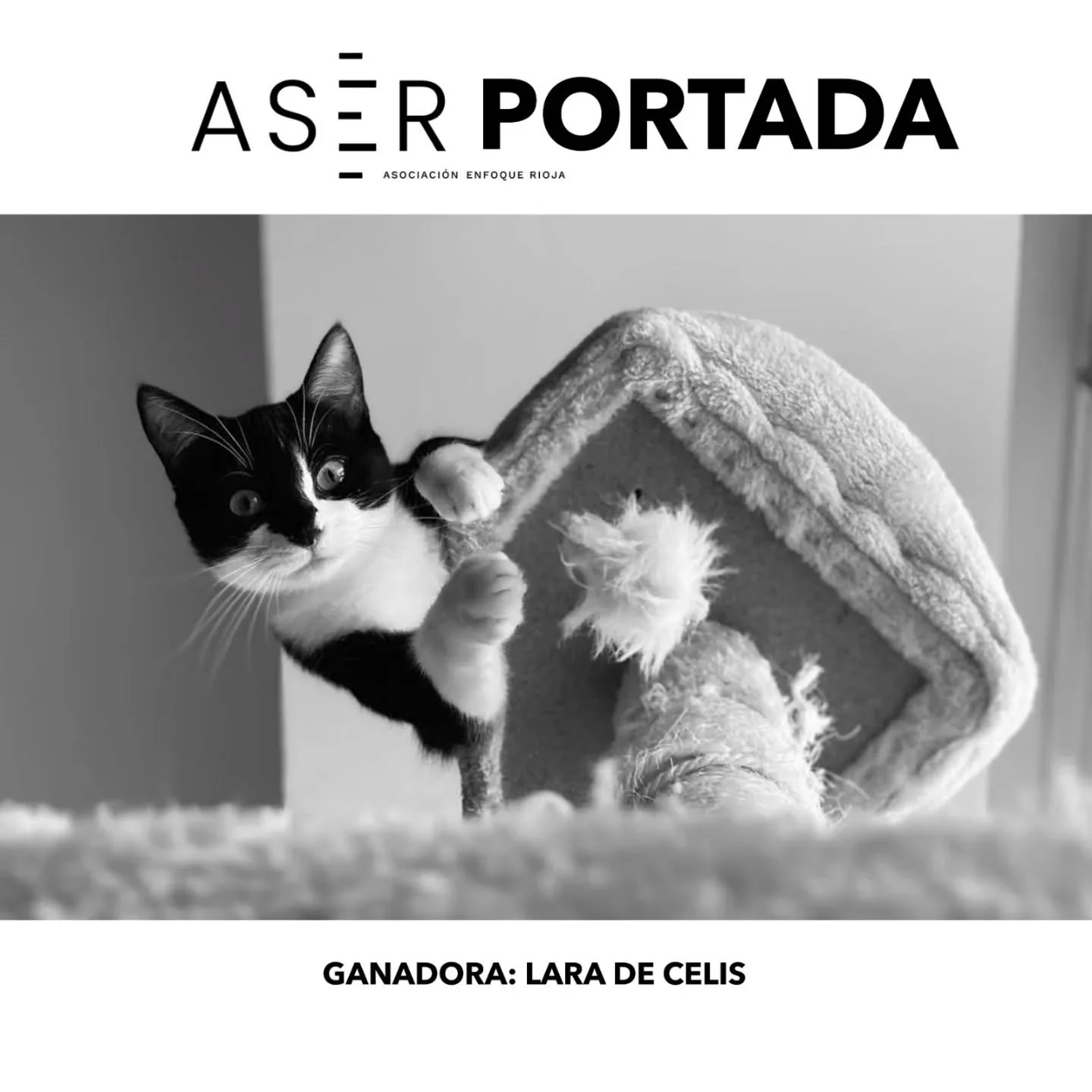 🥇GANADORA DEL CONCURSO MENSUAL &ndash; FEBRERO 2026 🥇

Ya tenemos ganadora del concurso con tem&aacute;tica FELINOS. Queremos darle toda nuestra enhorabuena a @laradecelisfotografia por esta maravillosa foto que ha presentado. 🎉👏🎊

Tambi&eacute;