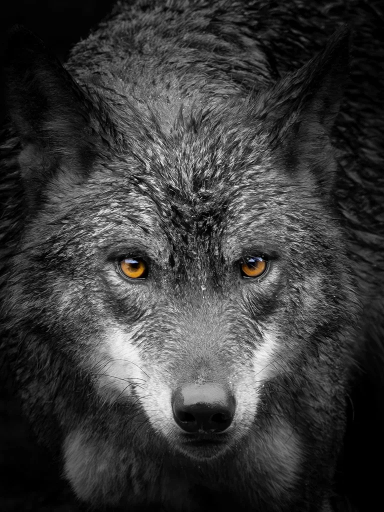 Visita al centro del Lobo ibérico Félix Rodríguez de la Fuente