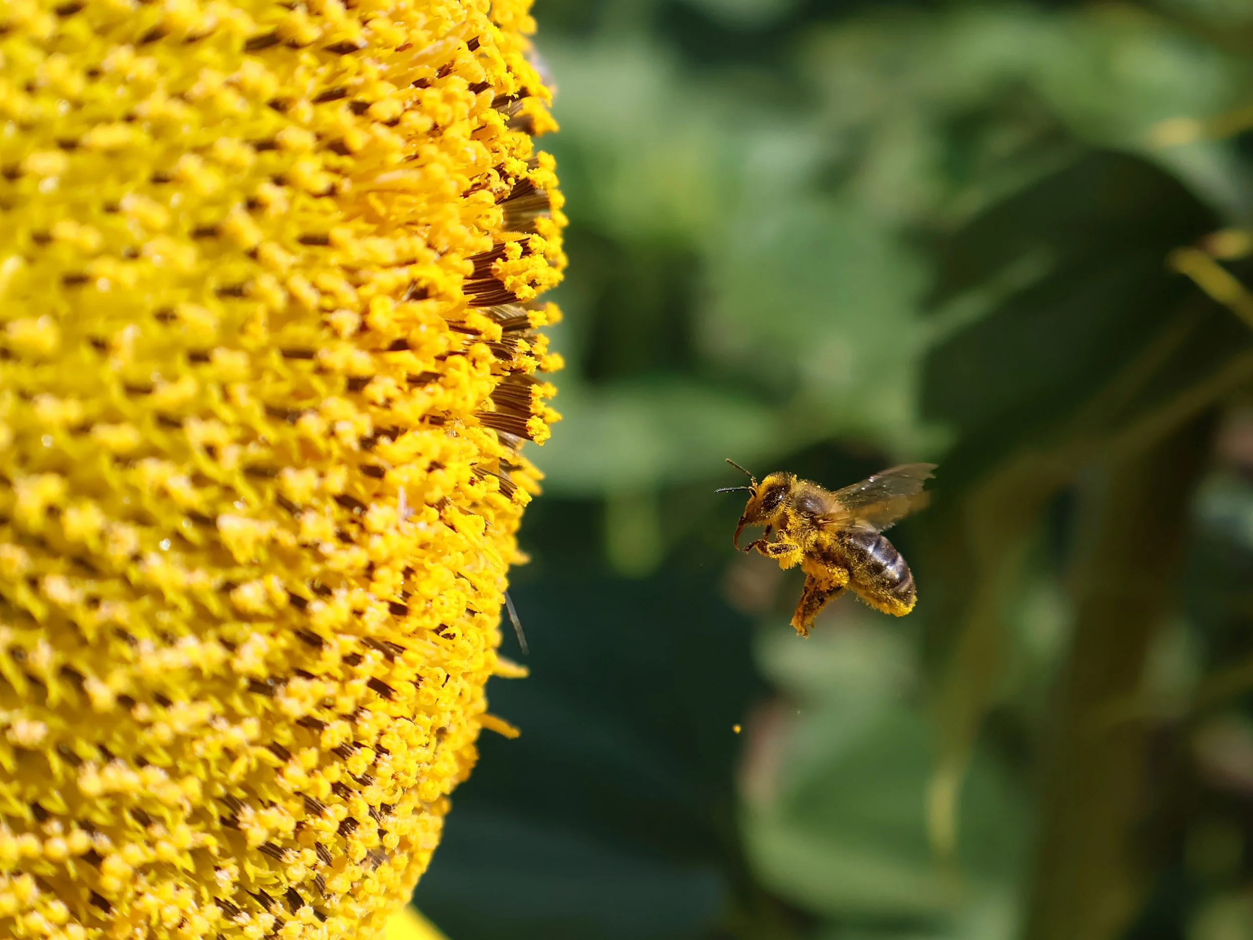 Calendario de Adviento Fotográfico