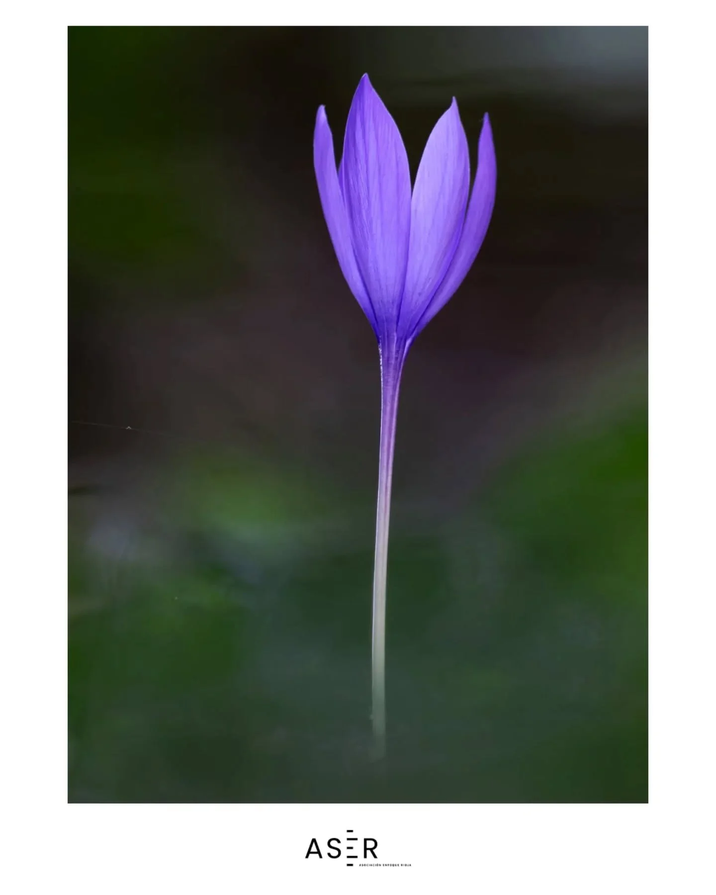 &iexcl;Foto destacada en #enfoquerioja!
Nos dej&aacute;is alucinando con vuestras publicaciones&hellip;
Hoy queremos dar protagonismo a la mirada &uacute;nica de @martaruizfotos con este pedazo de foto 📸✨

Enfoquerioja sigue creciendo gracias a voso