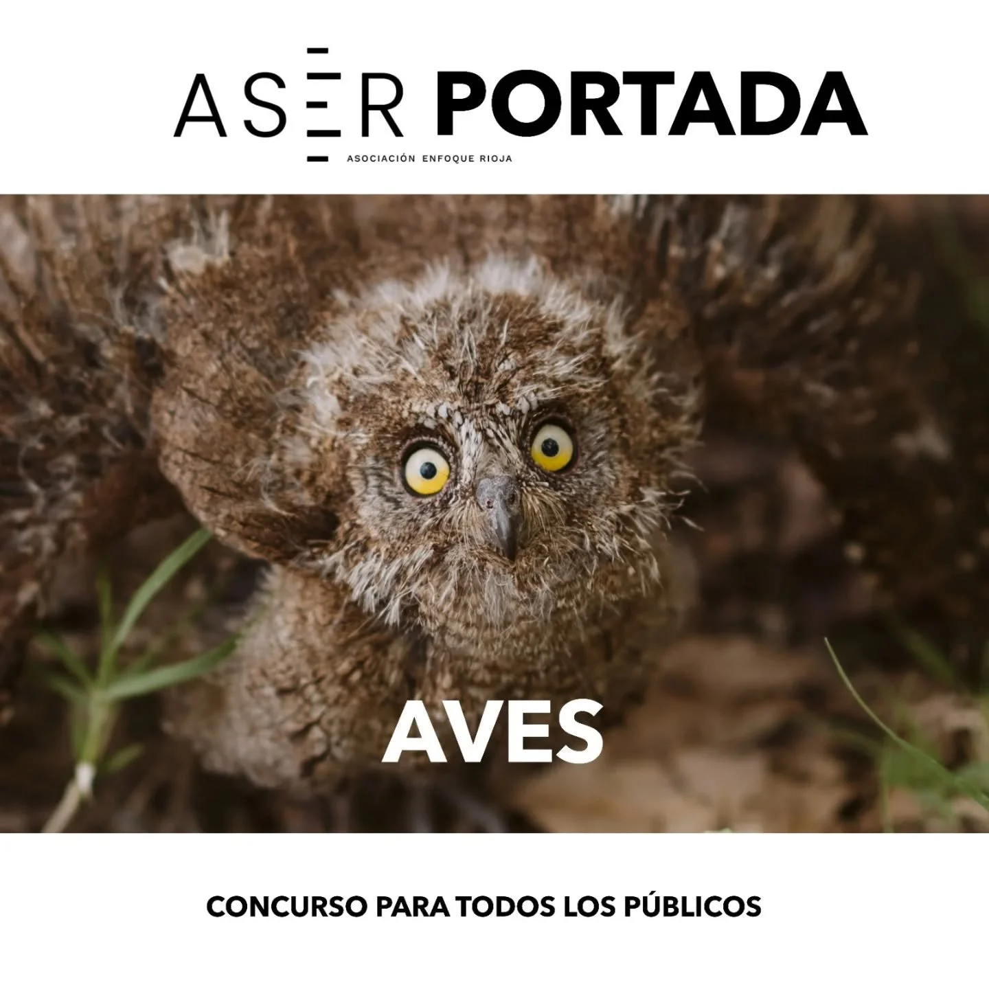 🏅CONCURSO MENSUAL🏅

TEMA DE MARZO: &ldquo;AVES"

👉🏻 #aserabril26

Aficionados a la fotograf&iacute;a, ya est&aacute; aqu&iacute; nuestro concurso por temas donde poner en pr&aacute;ctica algunos de los secretos de la fotograf&iacute;a y sus 