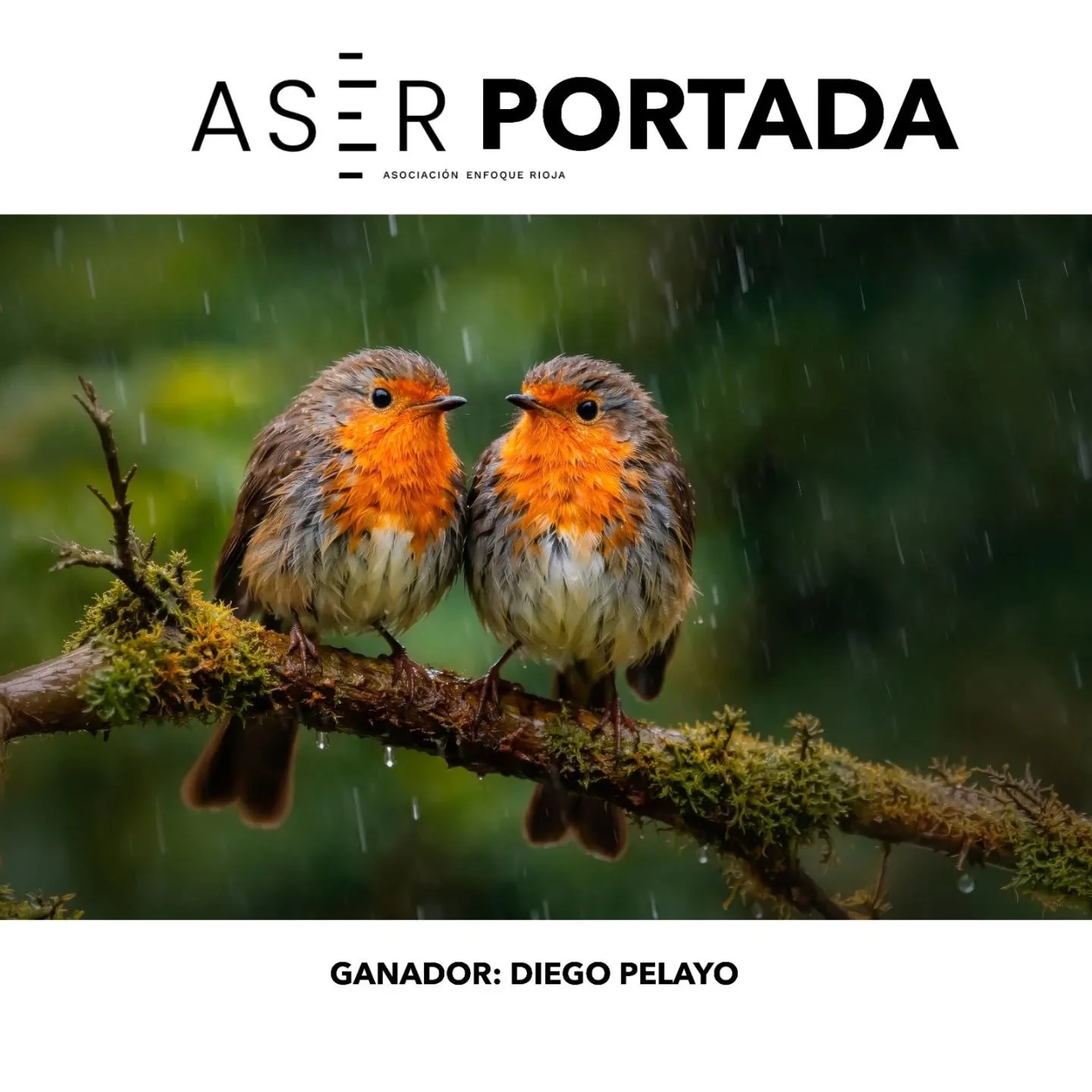 🥇GANADORA DEL CONCURSO MENSUAL &ndash; ABRIL 2026 🥇

Ya tenemos ganadora del concurso con tem&aacute;tica AVES. Queremos darle toda nuestra enhorabuena a Diego Pelayo @dpifotografia2018 por esta maravillosa foto que ha presentado. 
La foto es impre