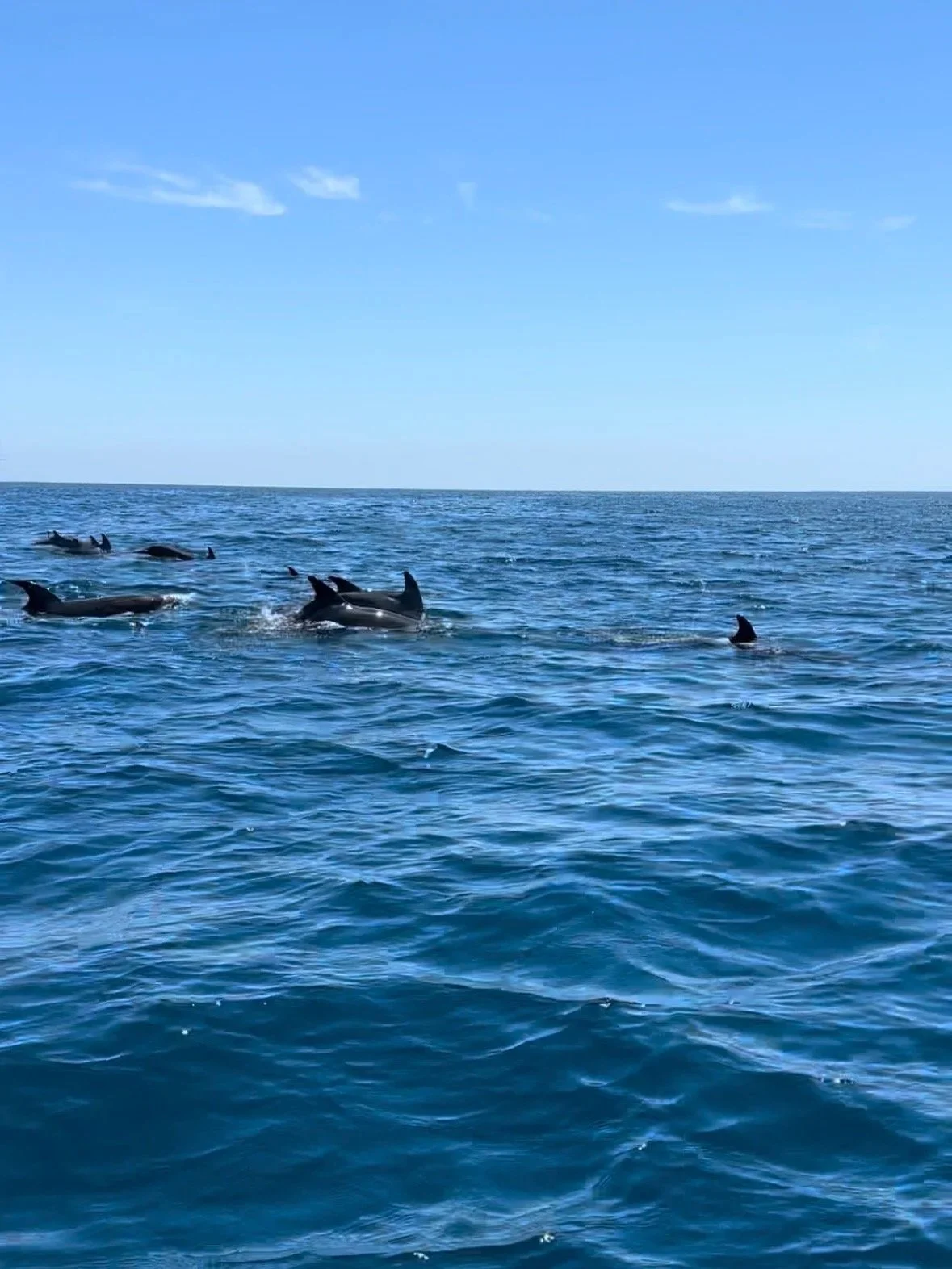 Delfines