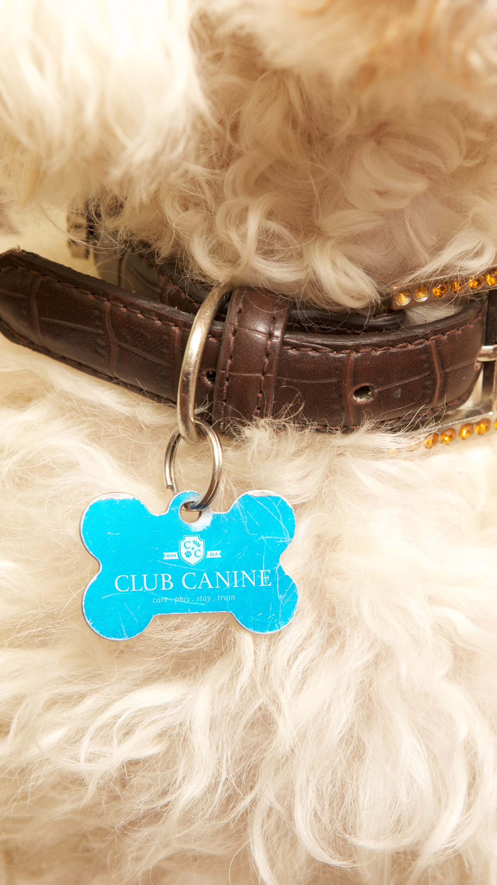 Close-up of a dog wearing a brown leather collar with gold studs, a blue 'Club Canine' tag, and surrounded by fluffy white fur.