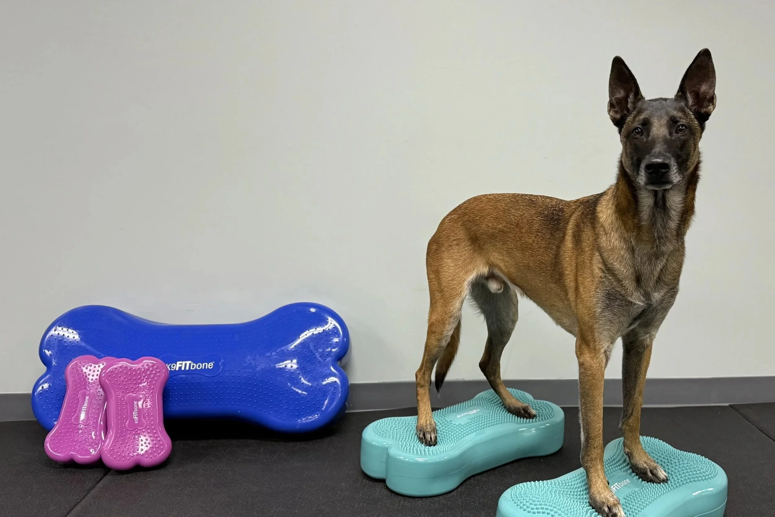 A Belgian Malinois dog standing on a turquoise balance board, with pink and blue balance boards nearby, indoors on a black floor against a plain white wall.