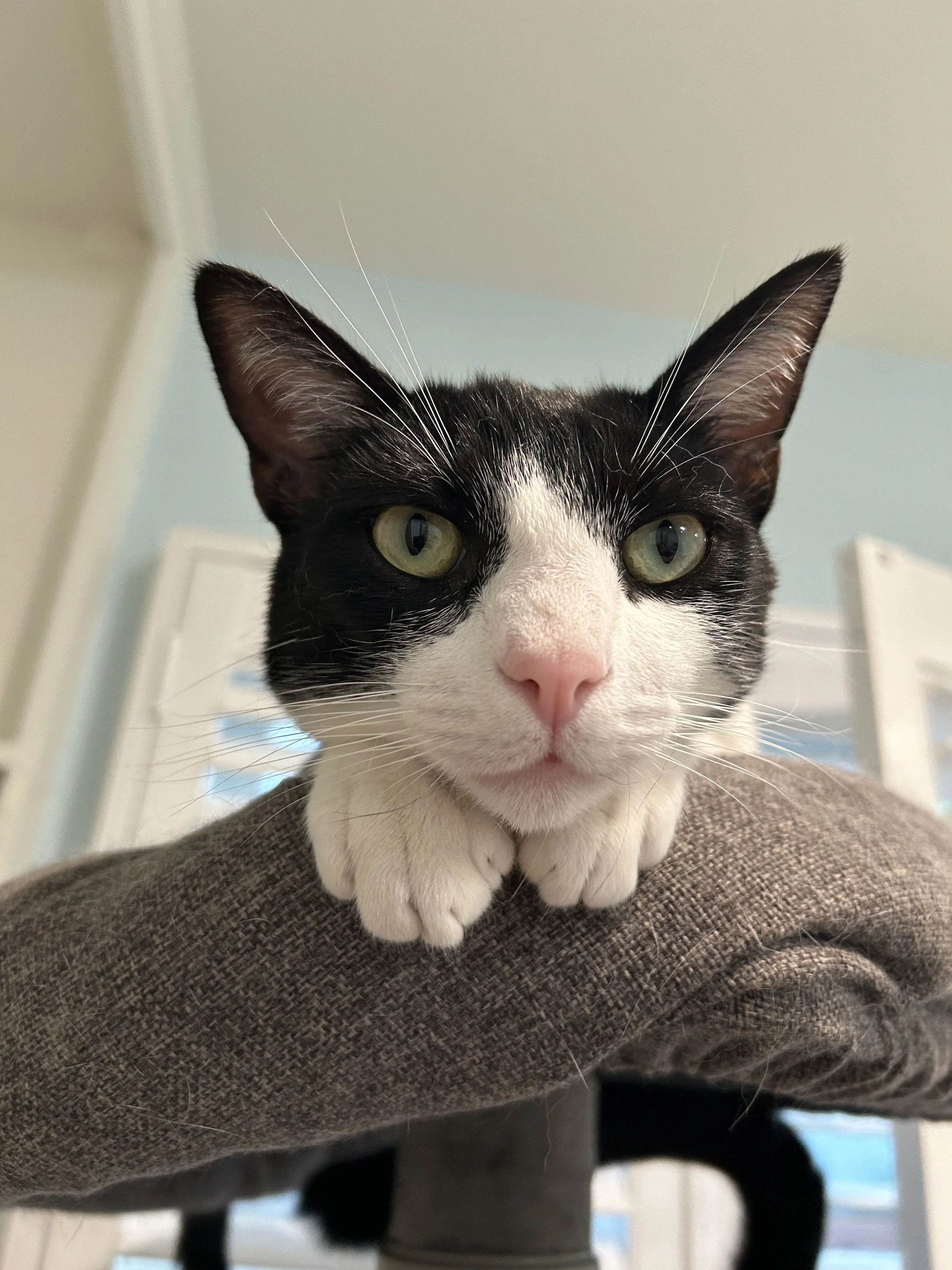 Close-up of a black and white cat with green eyes, pink nose, and white paws resting on a brown fabric surface, indoors.