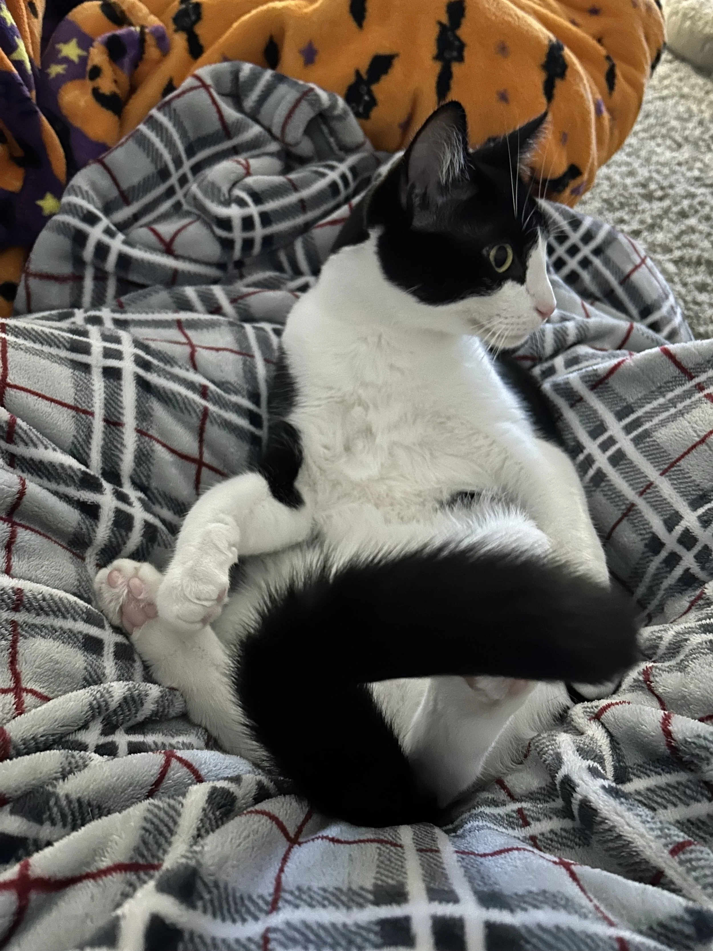 Henri le Chat Noir et Blanc