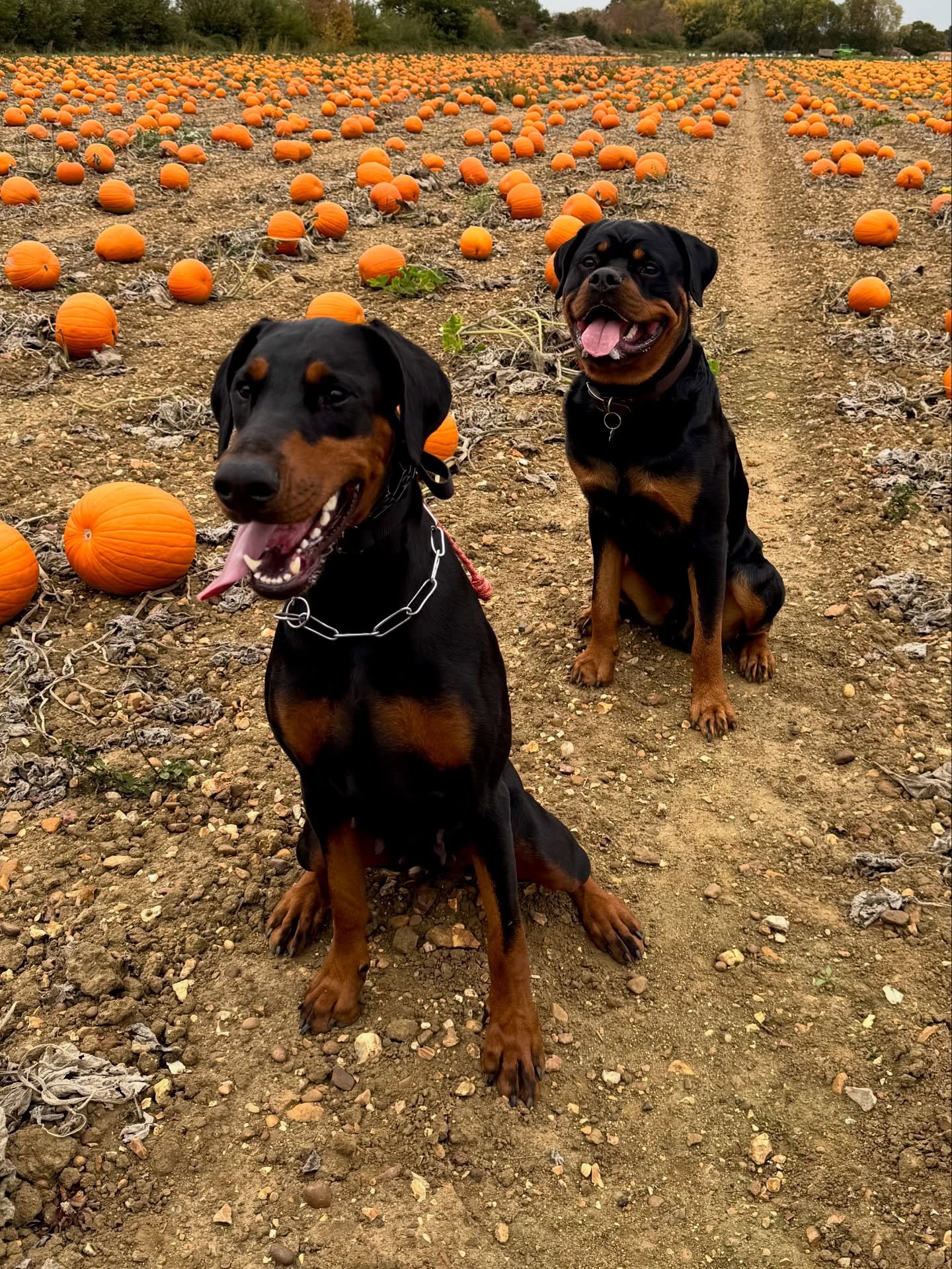 Pumpkin patch with Mia &amp; Normy🎃🧡

X

Doberman, Rottweiler,dog, autumn, photography 

#doberman #dogs #dobermann #love #workingdog #dogstagram #photography #dogphotography #pumpkin #dogsofinstagram #cute #pets #fyp ✌️