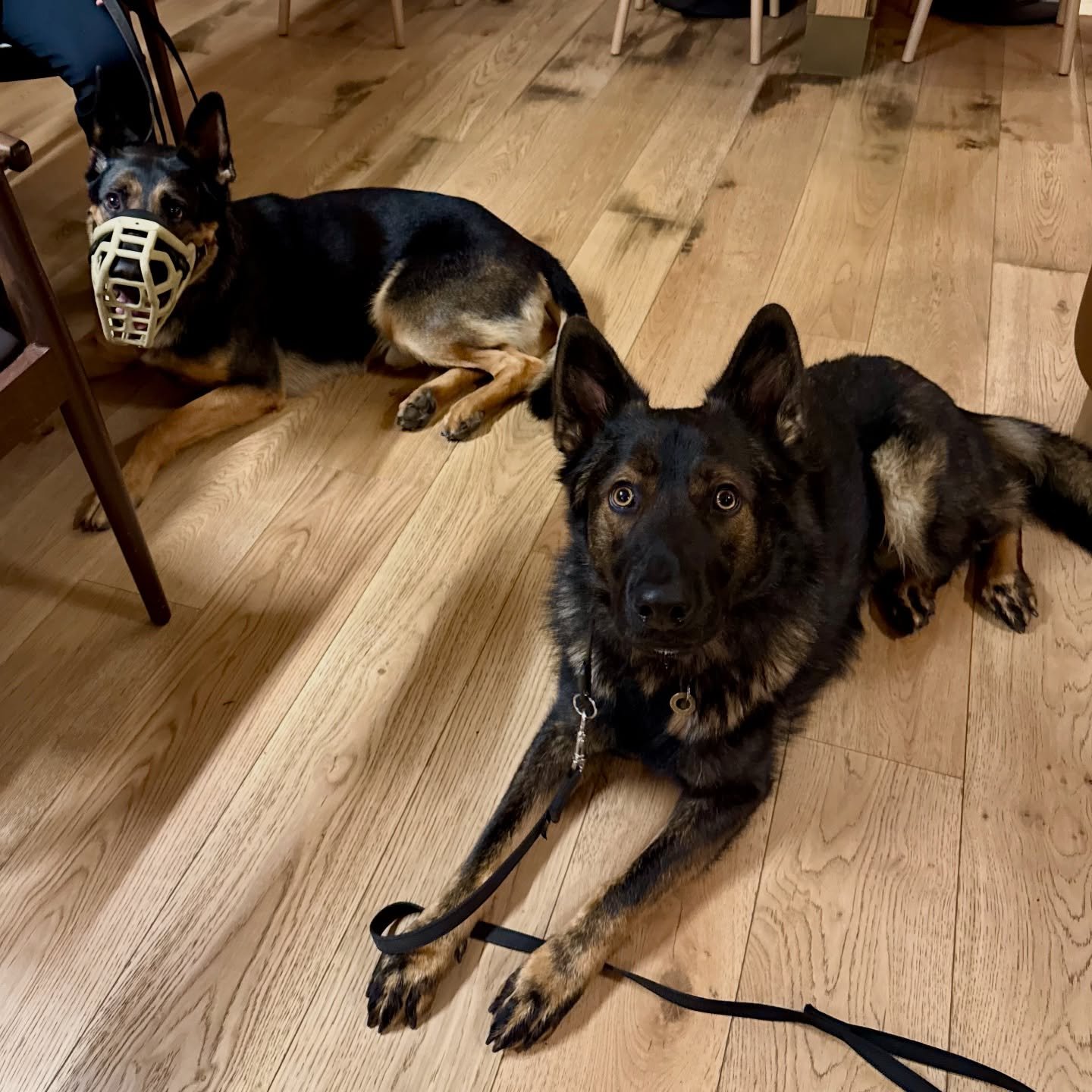 ☕️Coffee and pup cup date with the handsome fluffy boys 🐕🐾

Dog, dog training, dog trainer, obedience,gsd 

 #DogTraining #Obedience #LondonDogs #gsd #dogtraining #dog #obedience#dogtrainer #fyp  #DogTraining #BalancedDogs