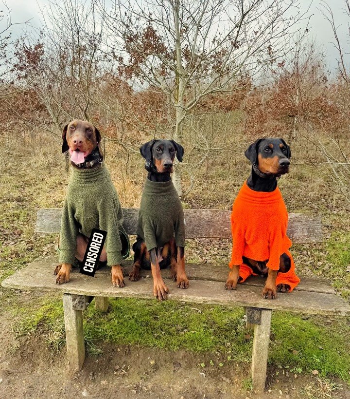 Starting off the year with a very fresh walk❄️and gorgeous dogs ✨🤎🐾🐕

X

Doberman, dog, shepherd 

#doberman #dogs #dobermann #shepherd