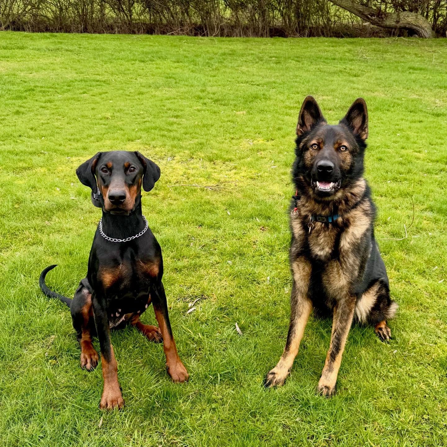 Mimi &amp; Jax 🤎

#doberman #gsd