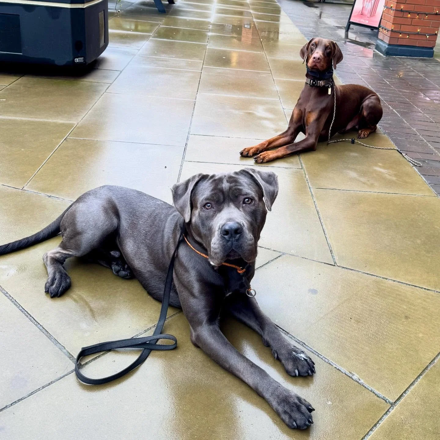 🖤Damon &amp; Kobe🤎
Just two best boys smashing their training session! 

#doberman #canecorso #dogtraining
