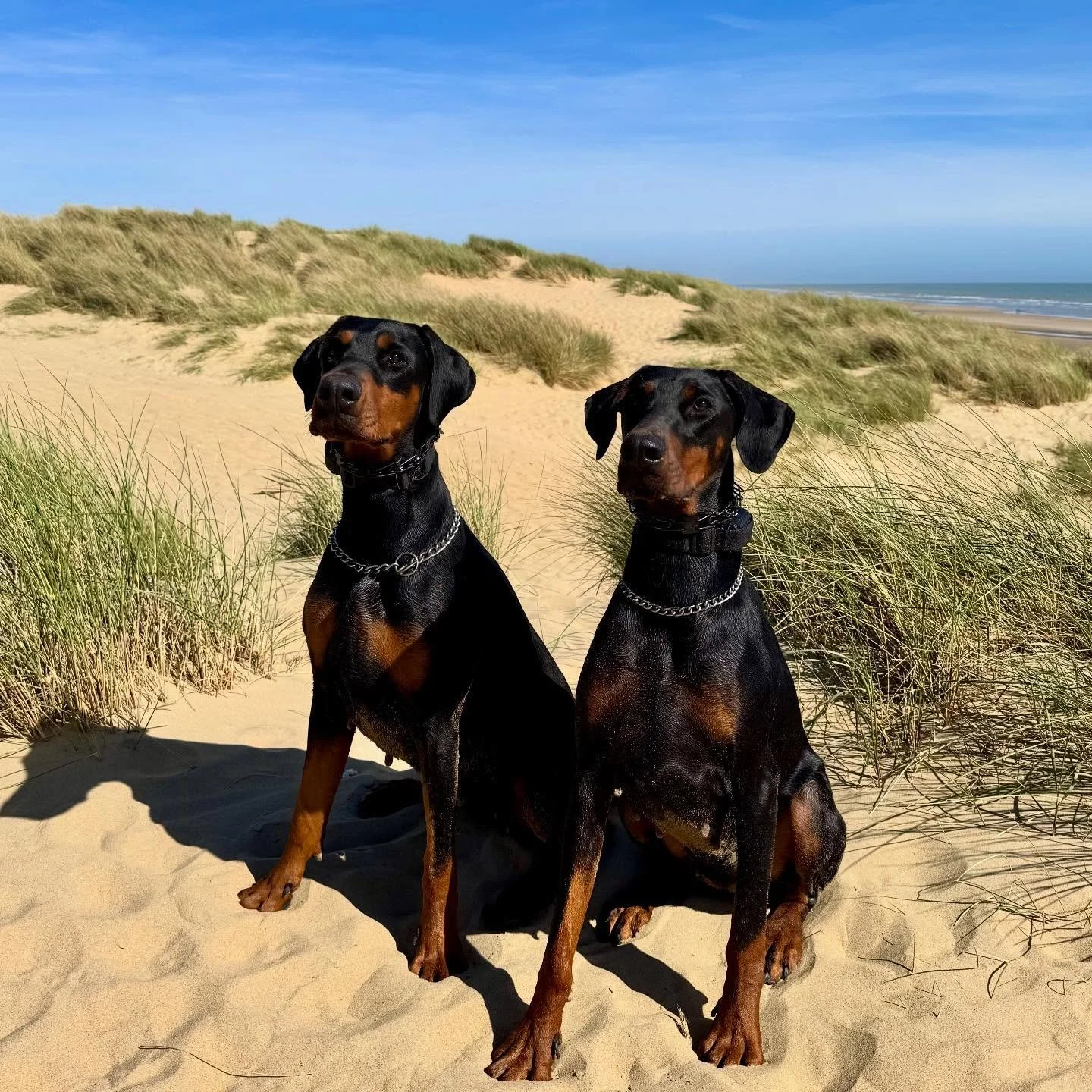 Beach day with the girls ✨🌊☀️🏖️

X

Doberman, dog, beach 

#doberman #dogs #dobermann #dogphotography