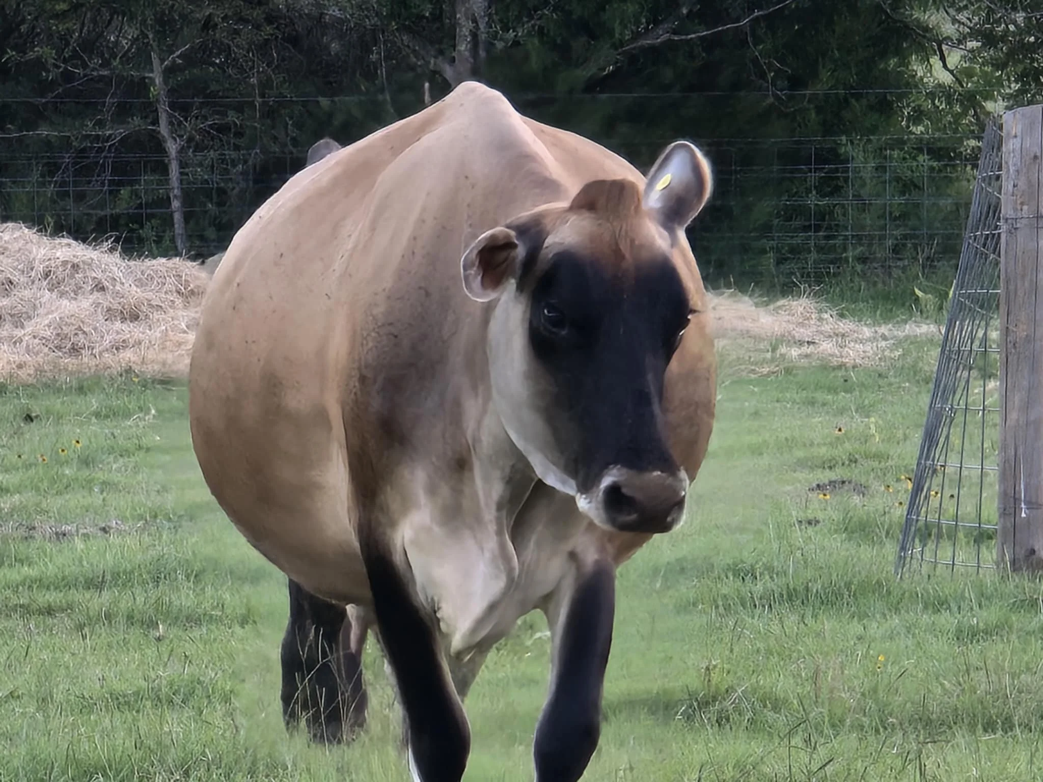 A brown and black cow walking towards the camera on a grassy field with trees and fencing in the background.