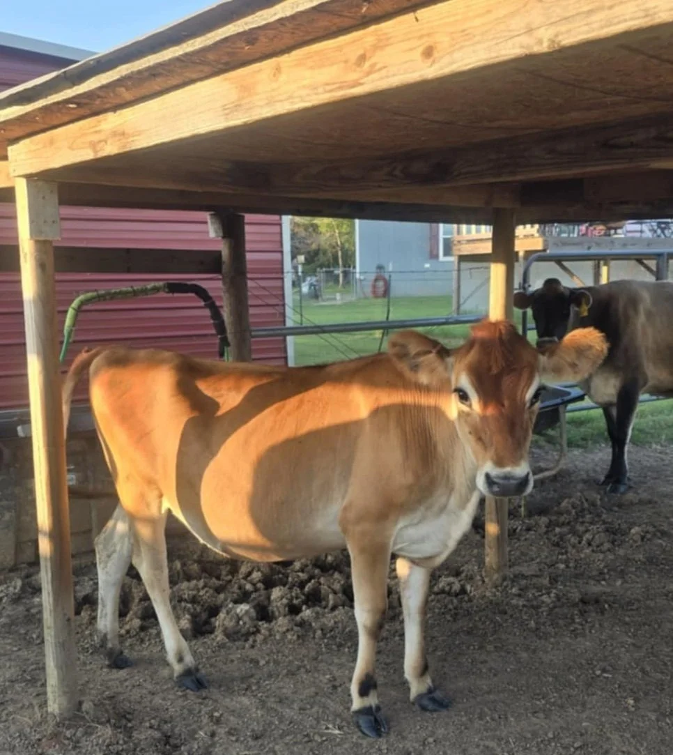 A cow standing under a wooden shelter on a farm, with another cow in the background and some farm structures and grass outside.