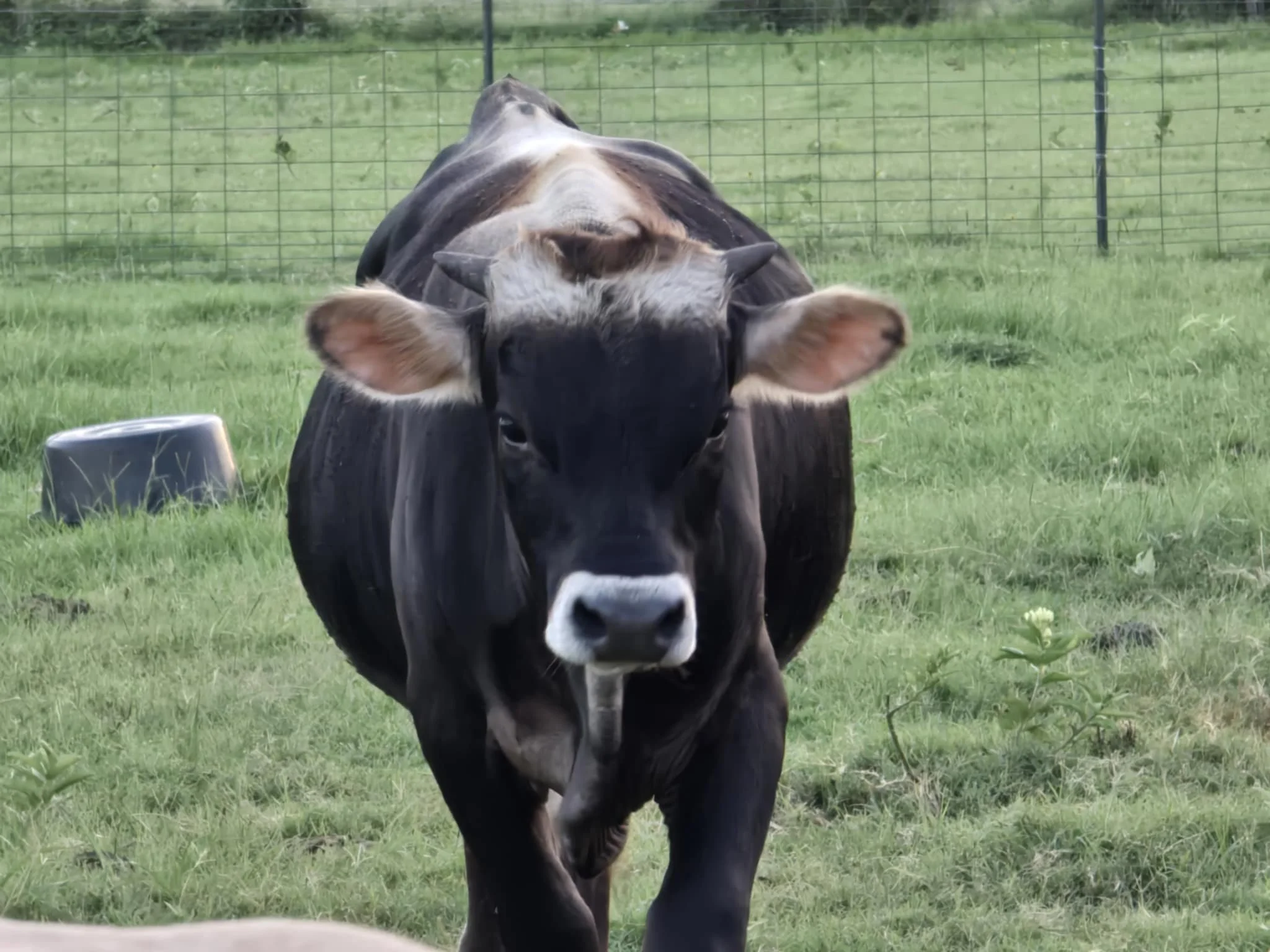 A black and white cow standing in a grassy field with a wire fence in the background.