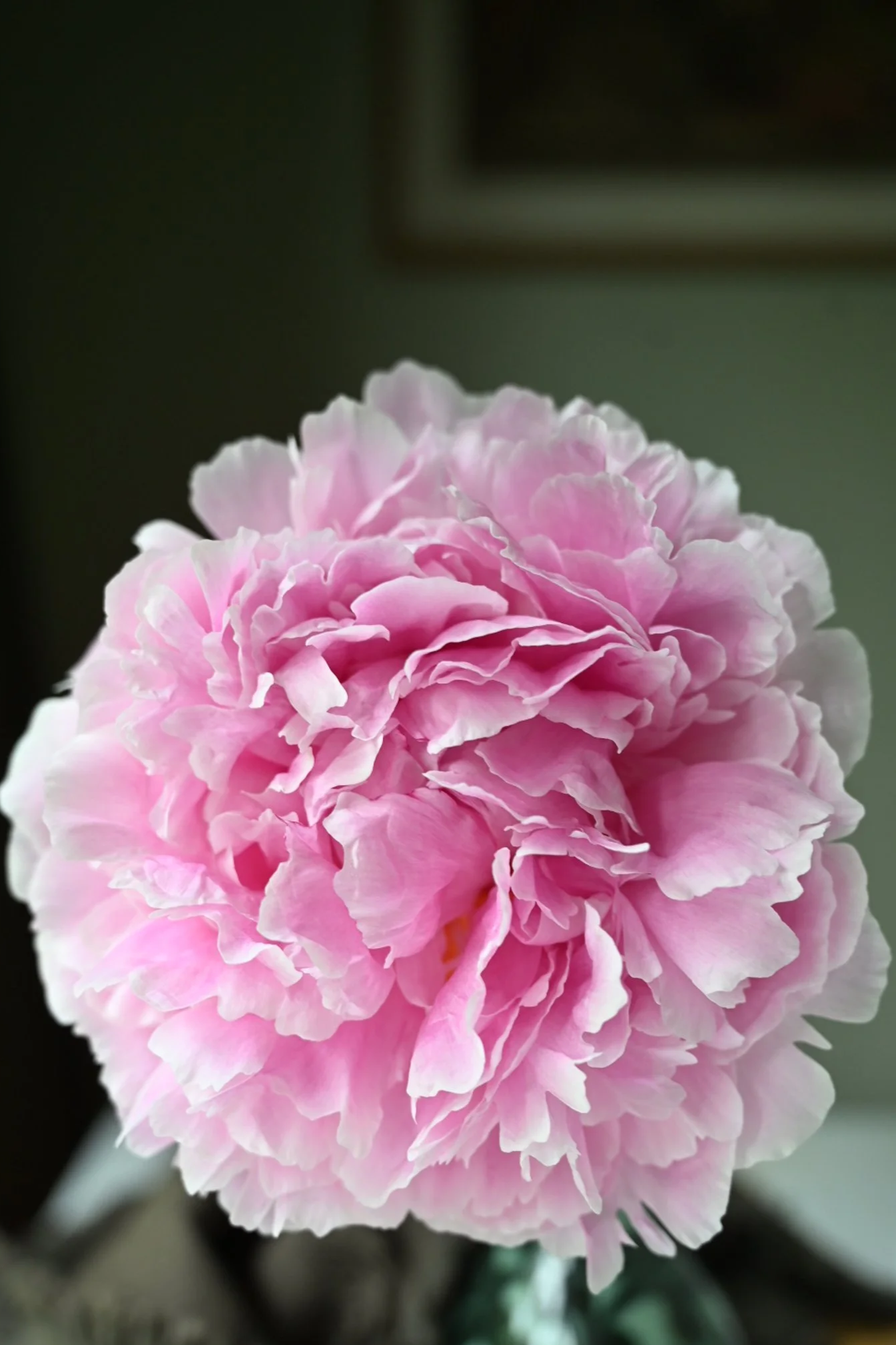 Close-up of a pink peony flower with ruffled petals.