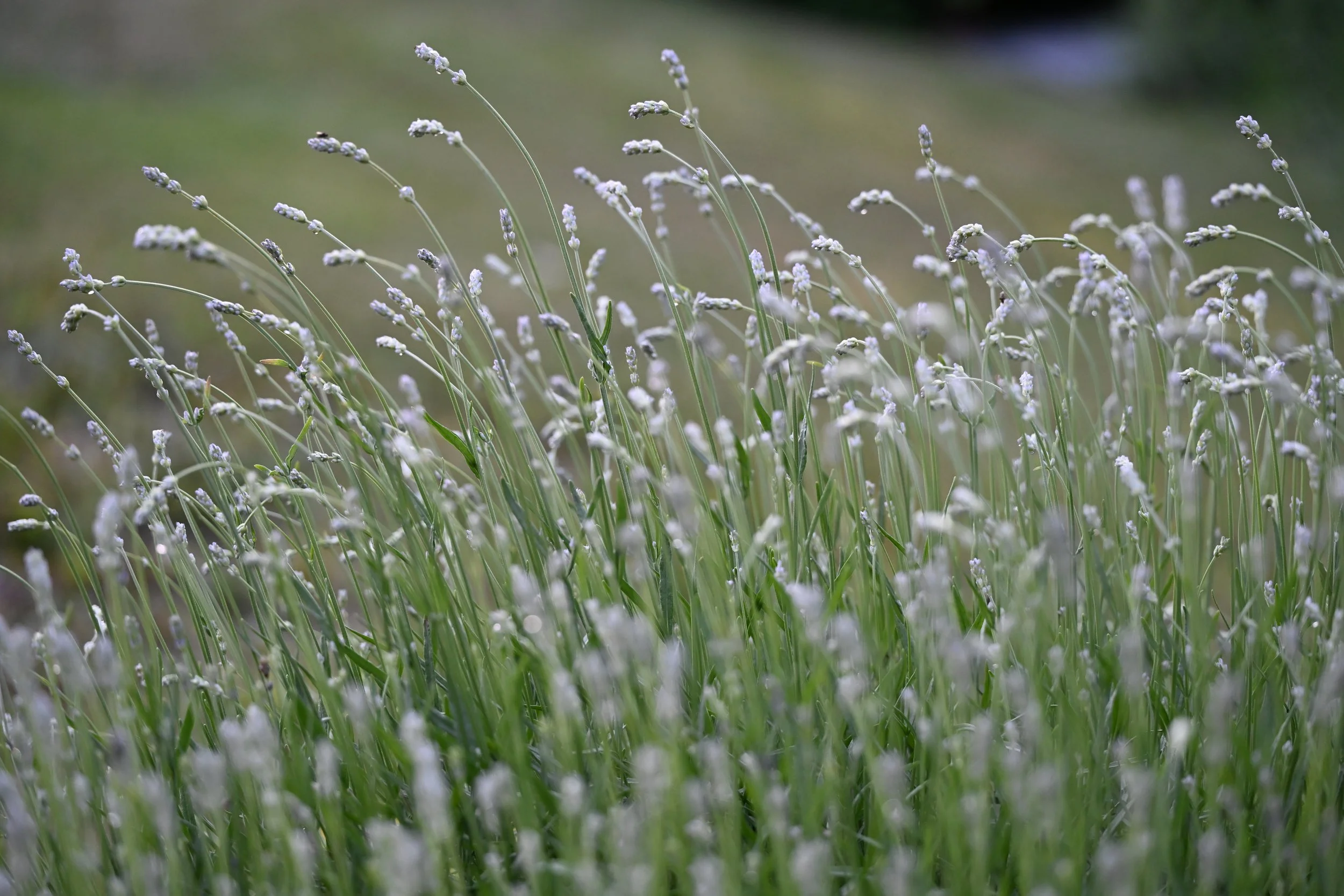 Fresh-Cut Lavender Bunch Pre-Order