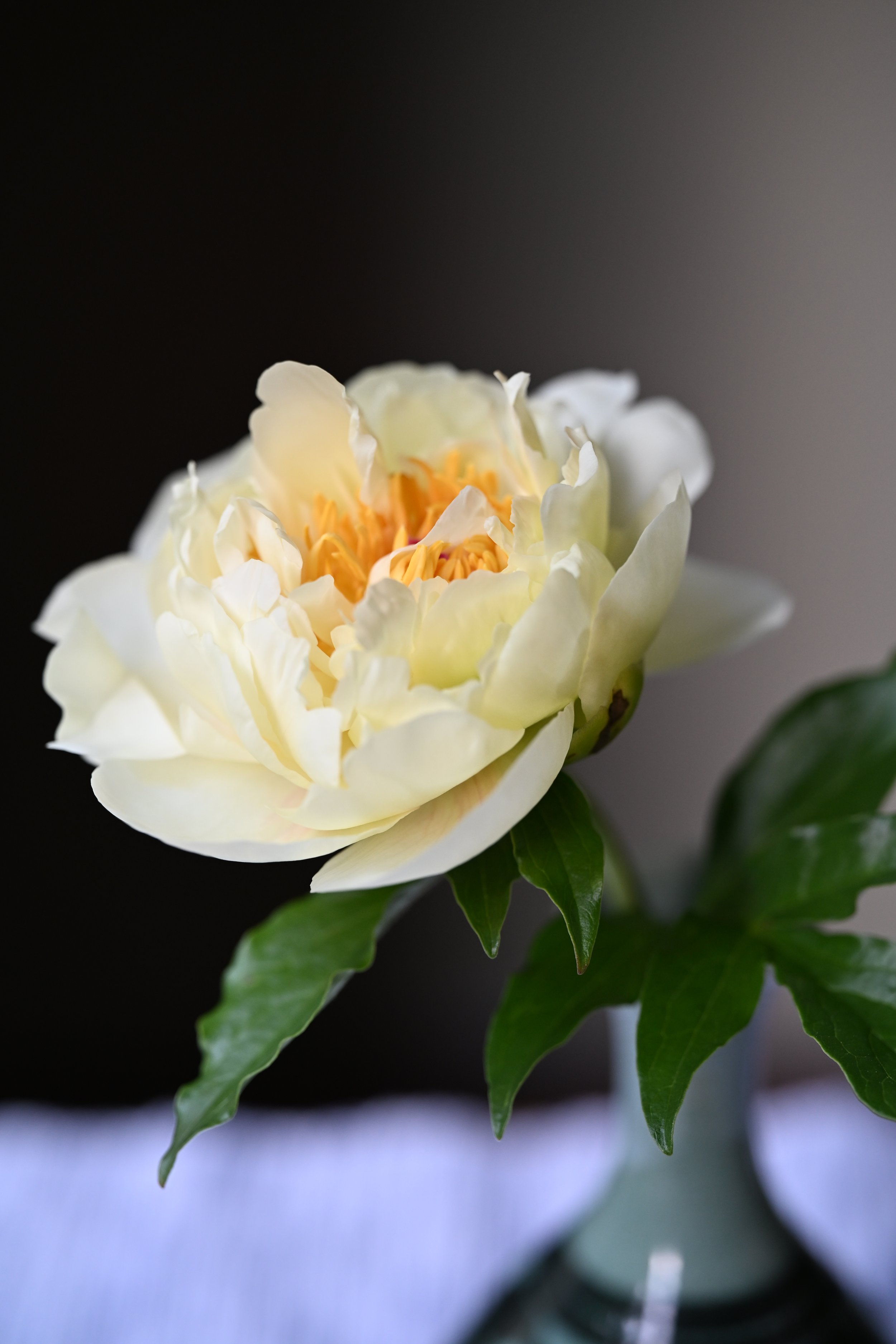 DSC_2985.jpeg
