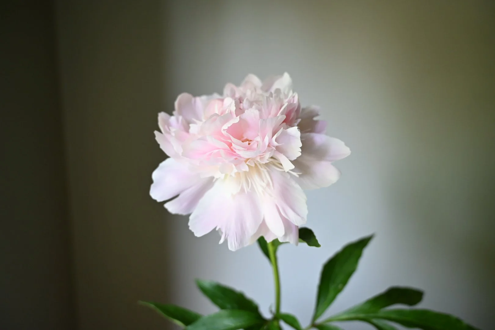 Shirley Temple - opened