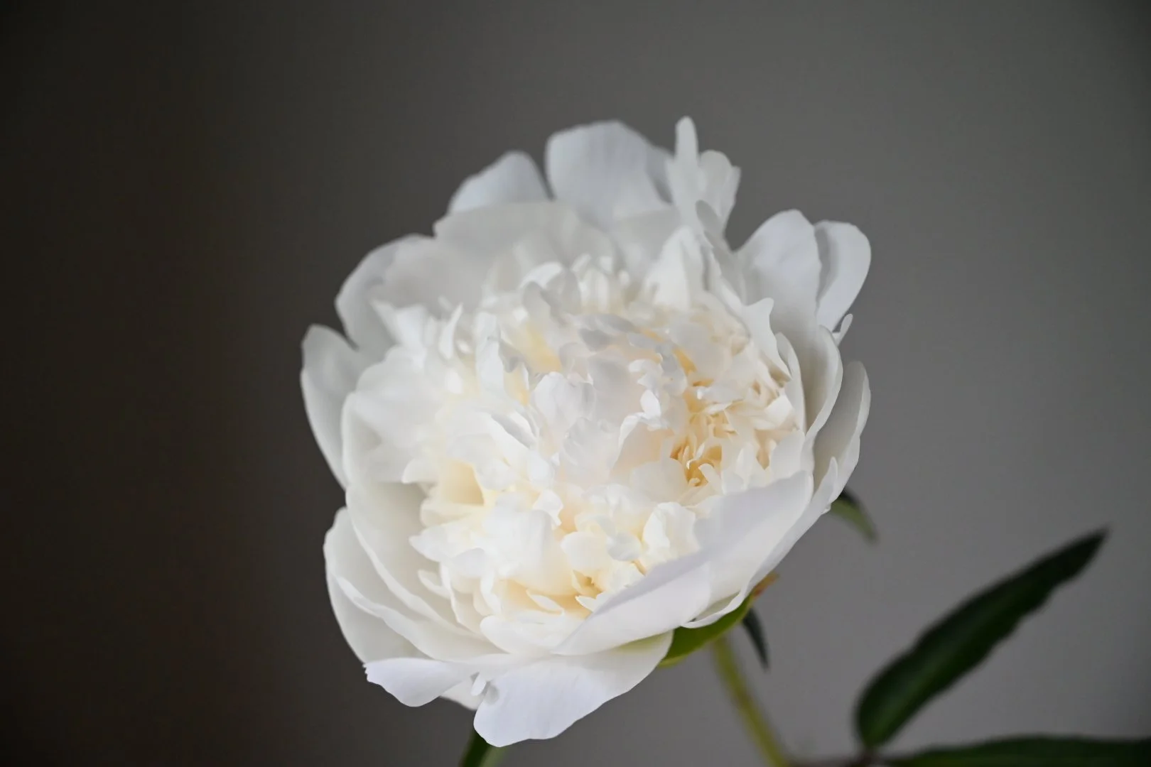 Bridal Shower - half opened