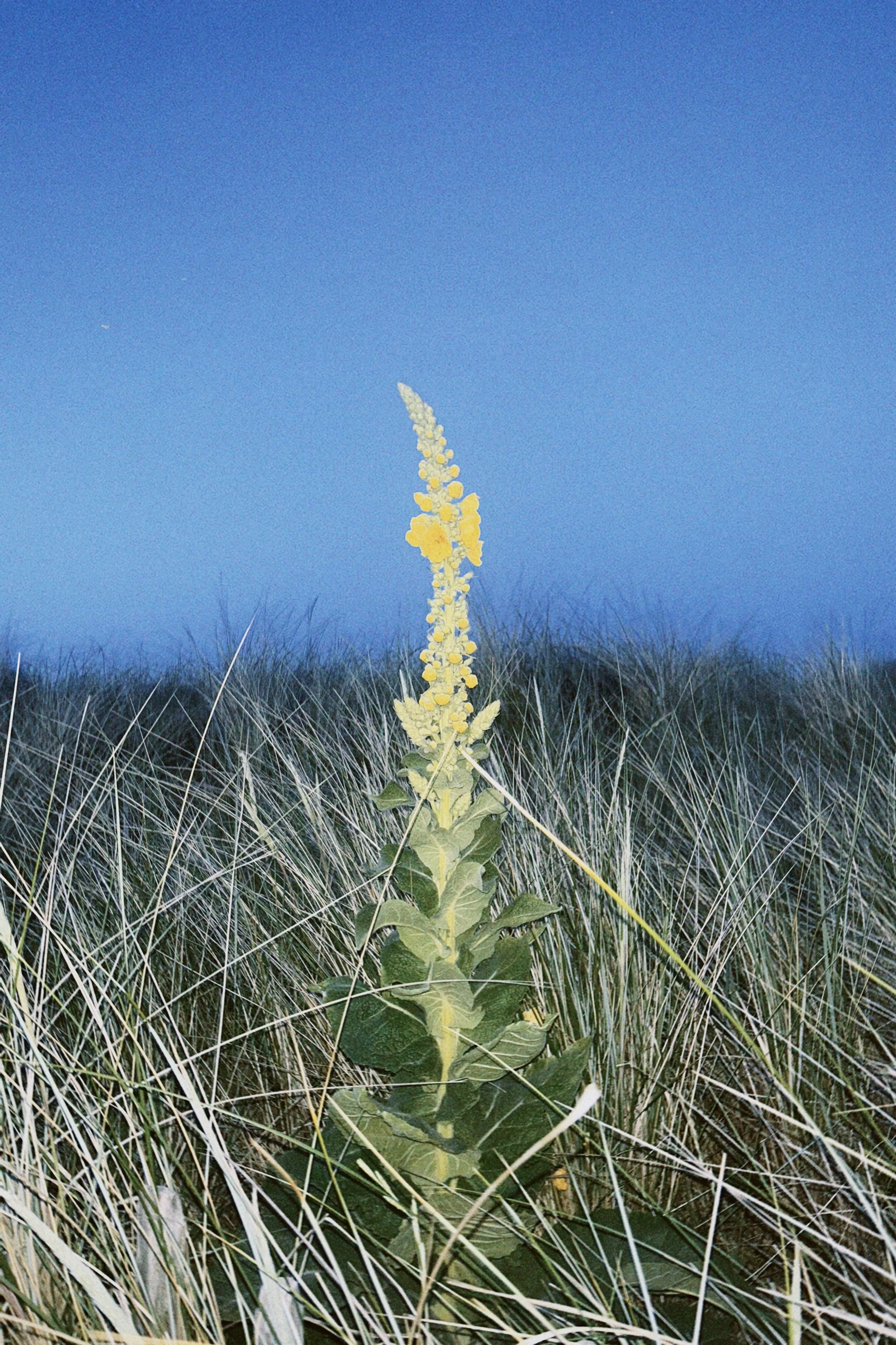 classicu 2025-06-19 224254.957_Original 2.jpg