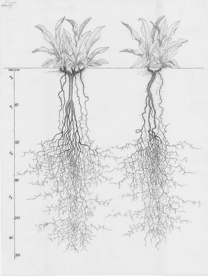Illustration of two plants growing side by side with visible root systems – symbolizing relational depth and therapy