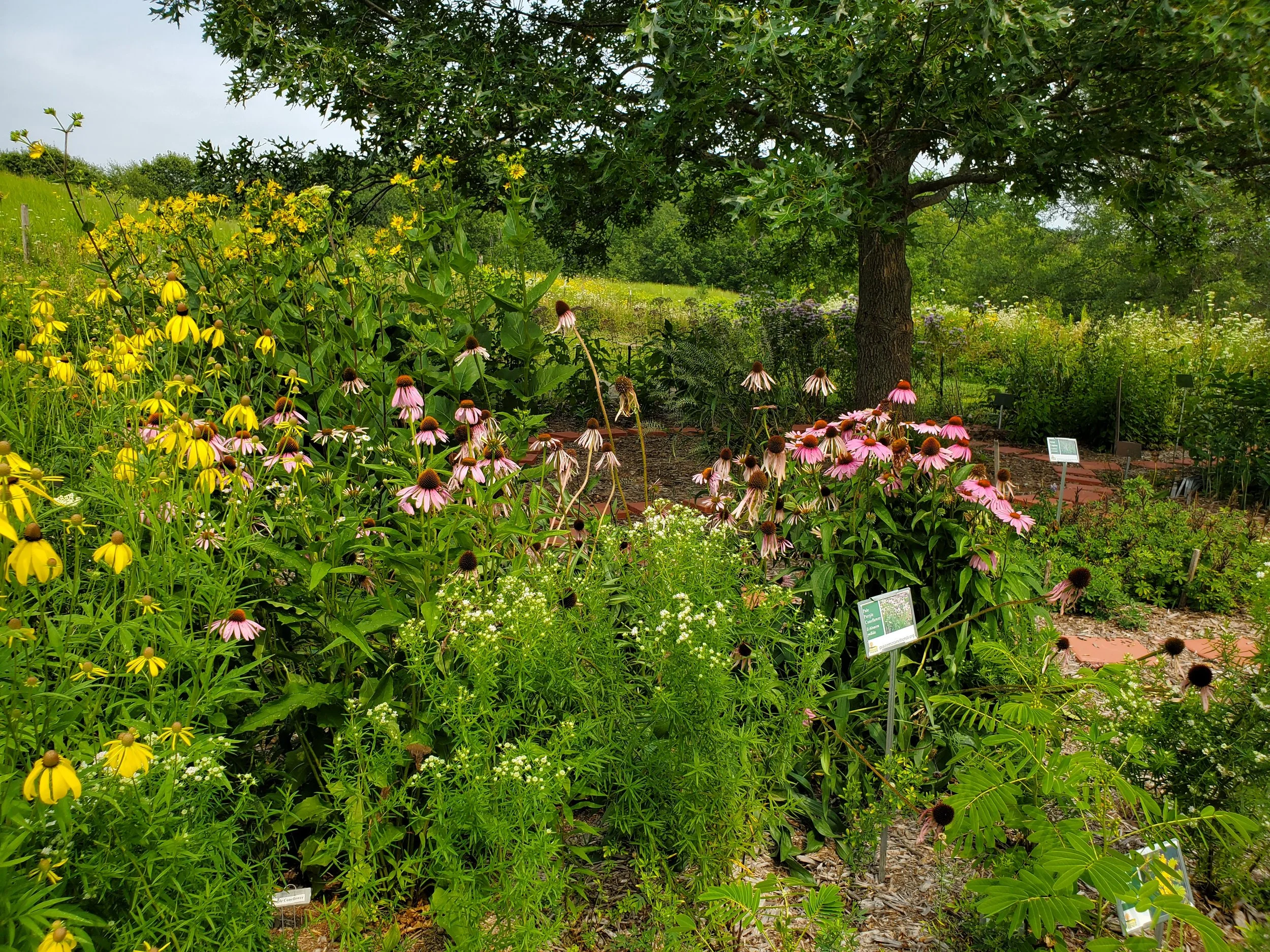 Colorful garden with yellow, pink, and white flowers, green foliage, and a large tree in the background.
