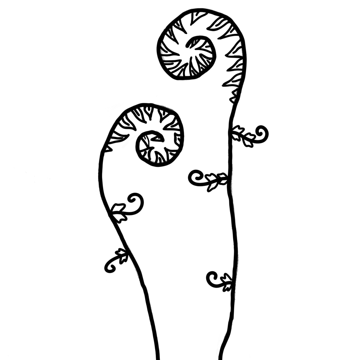 Pohole Fern by Haliʻa