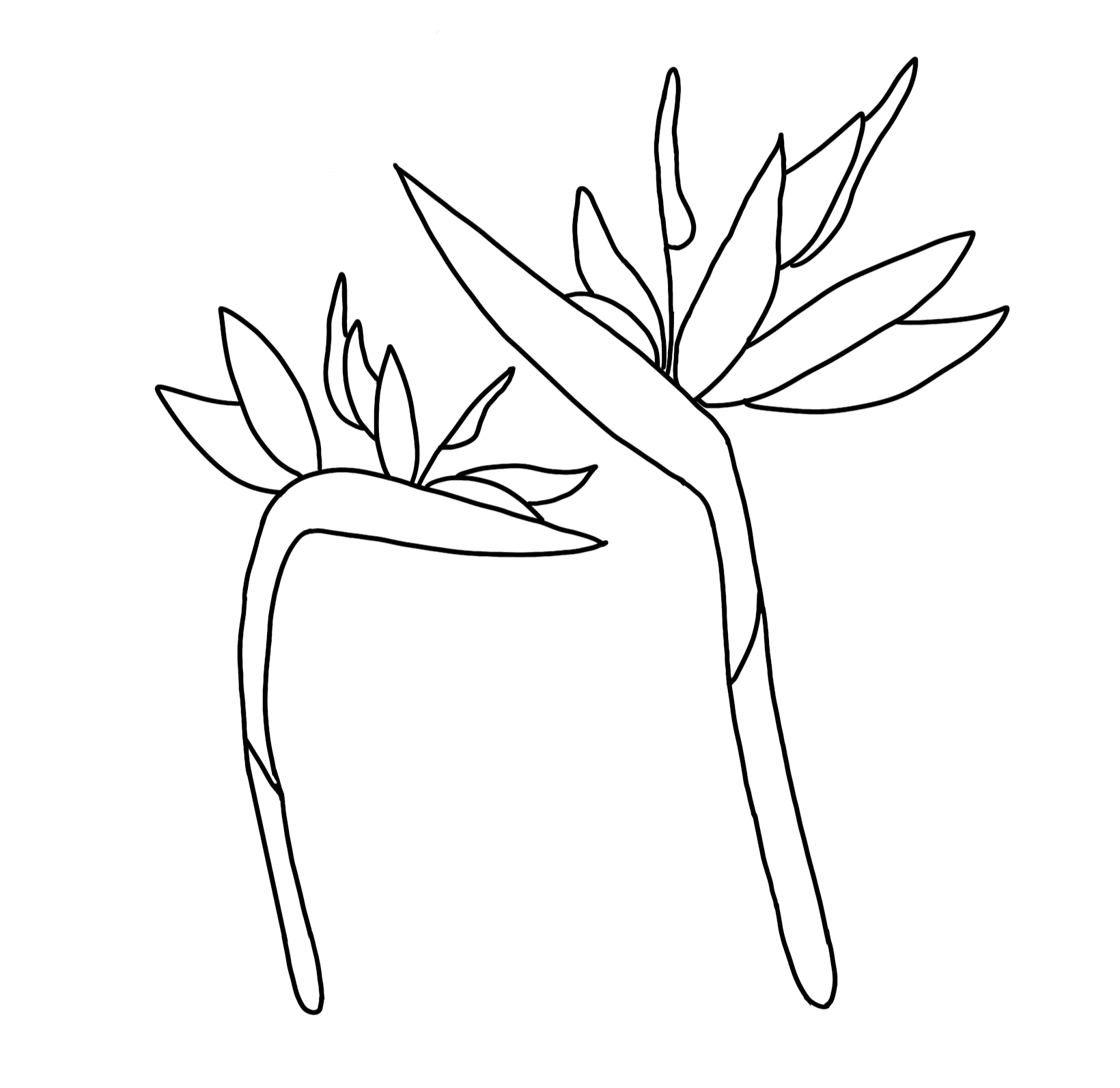 Birds of Paradise by Arri