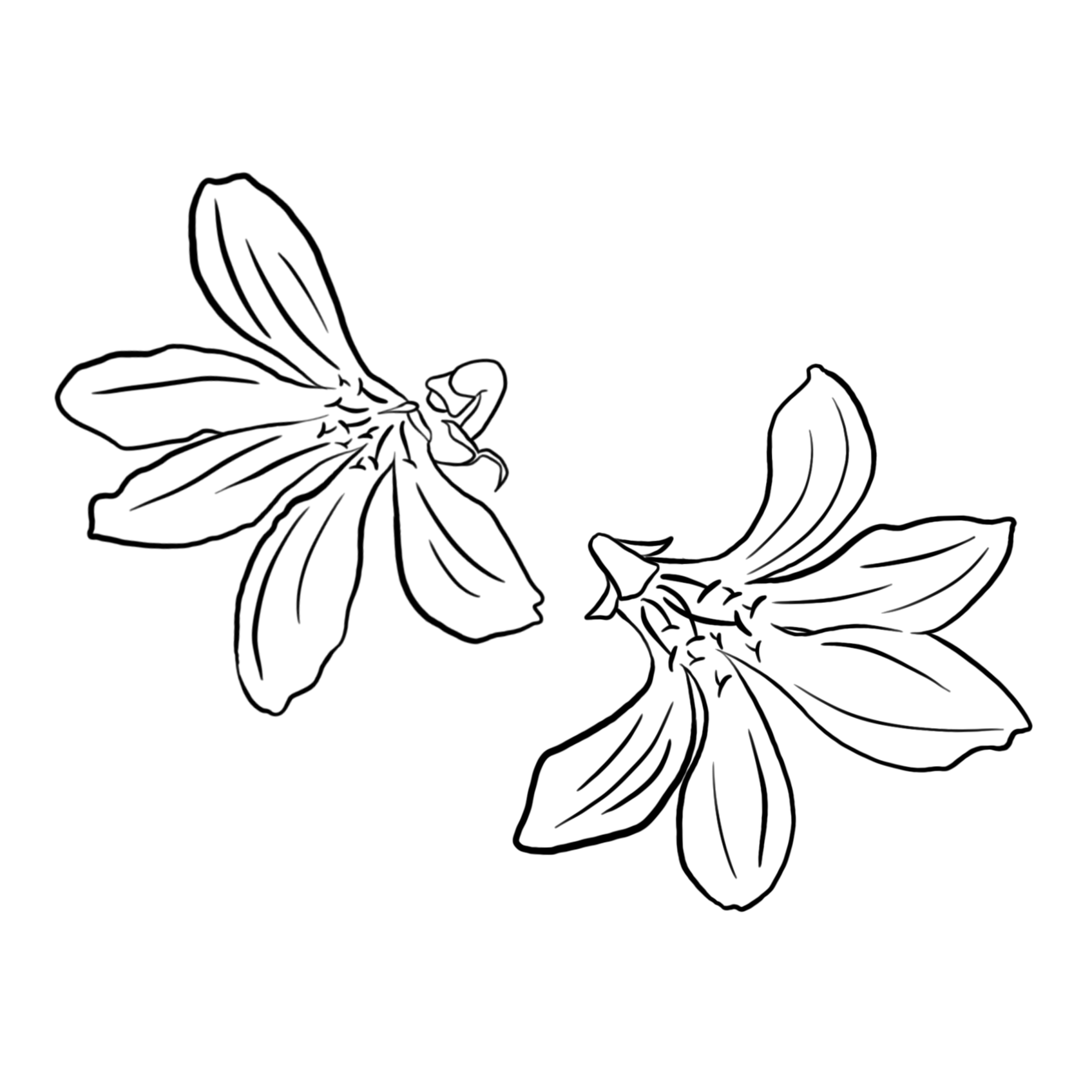 Naupaka Flowers by Kaname