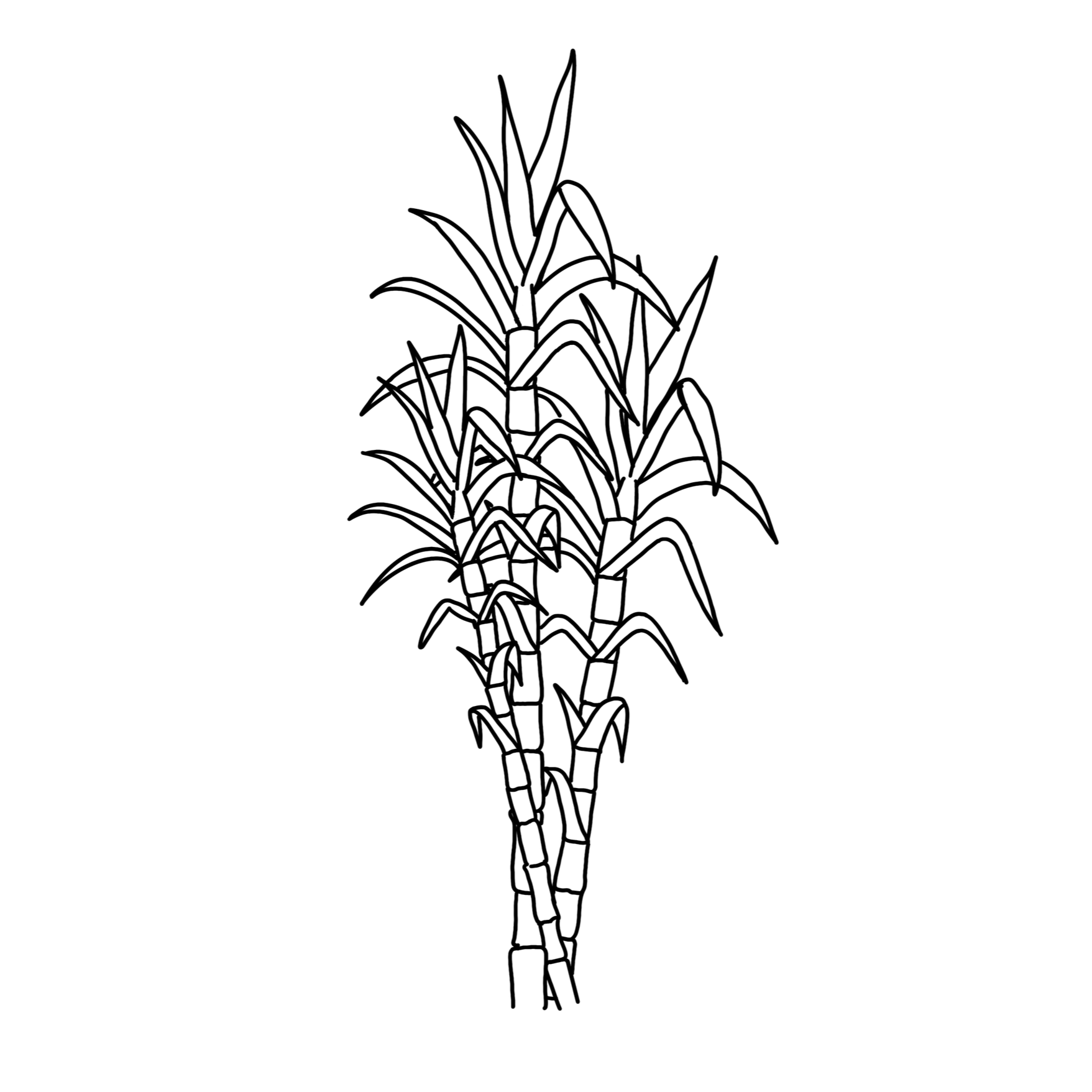 Sugarcane by Rayne