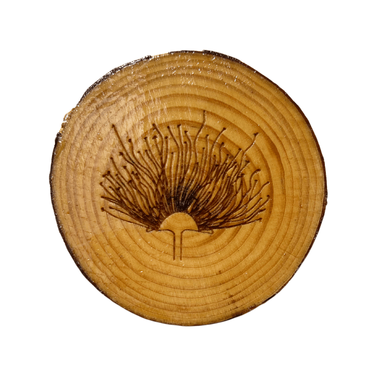 Ohiʻa Lehua Coasters