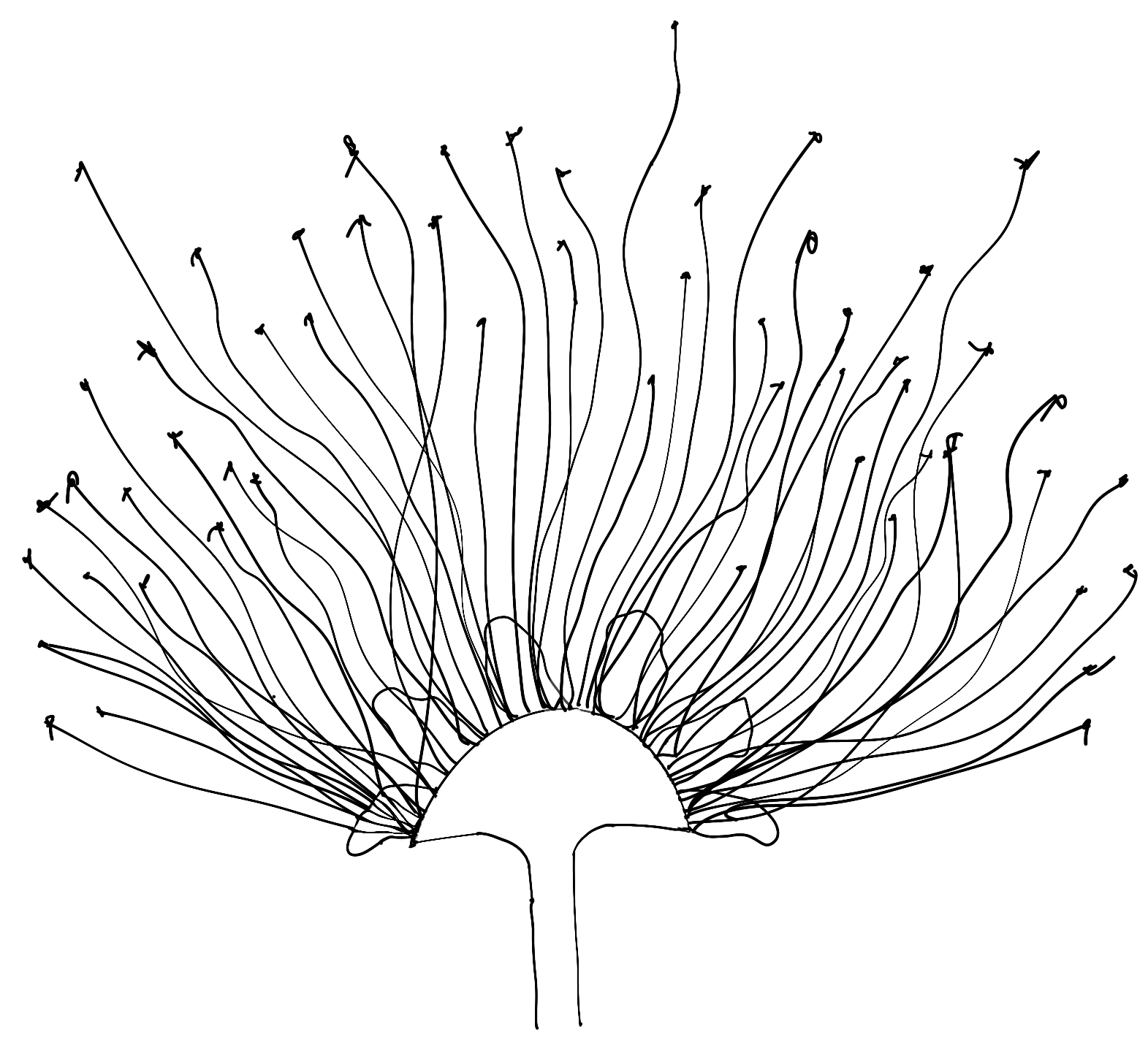 'Ōhiʻa Lehua by Arri