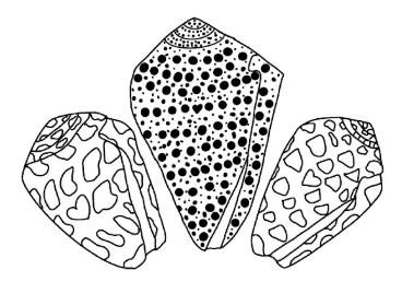 Shells by Arri