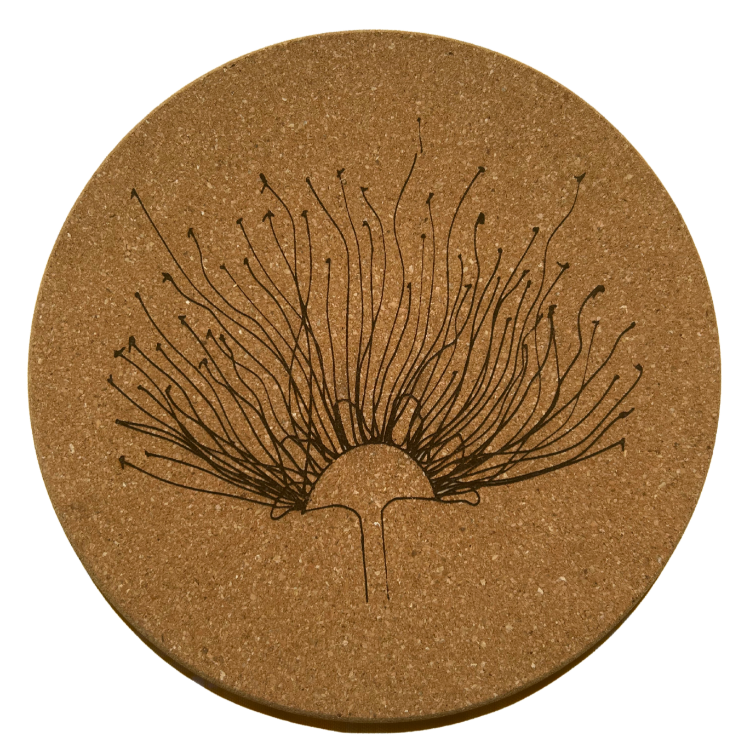 Ohiʻa Lehua Trivets/Hot Pads