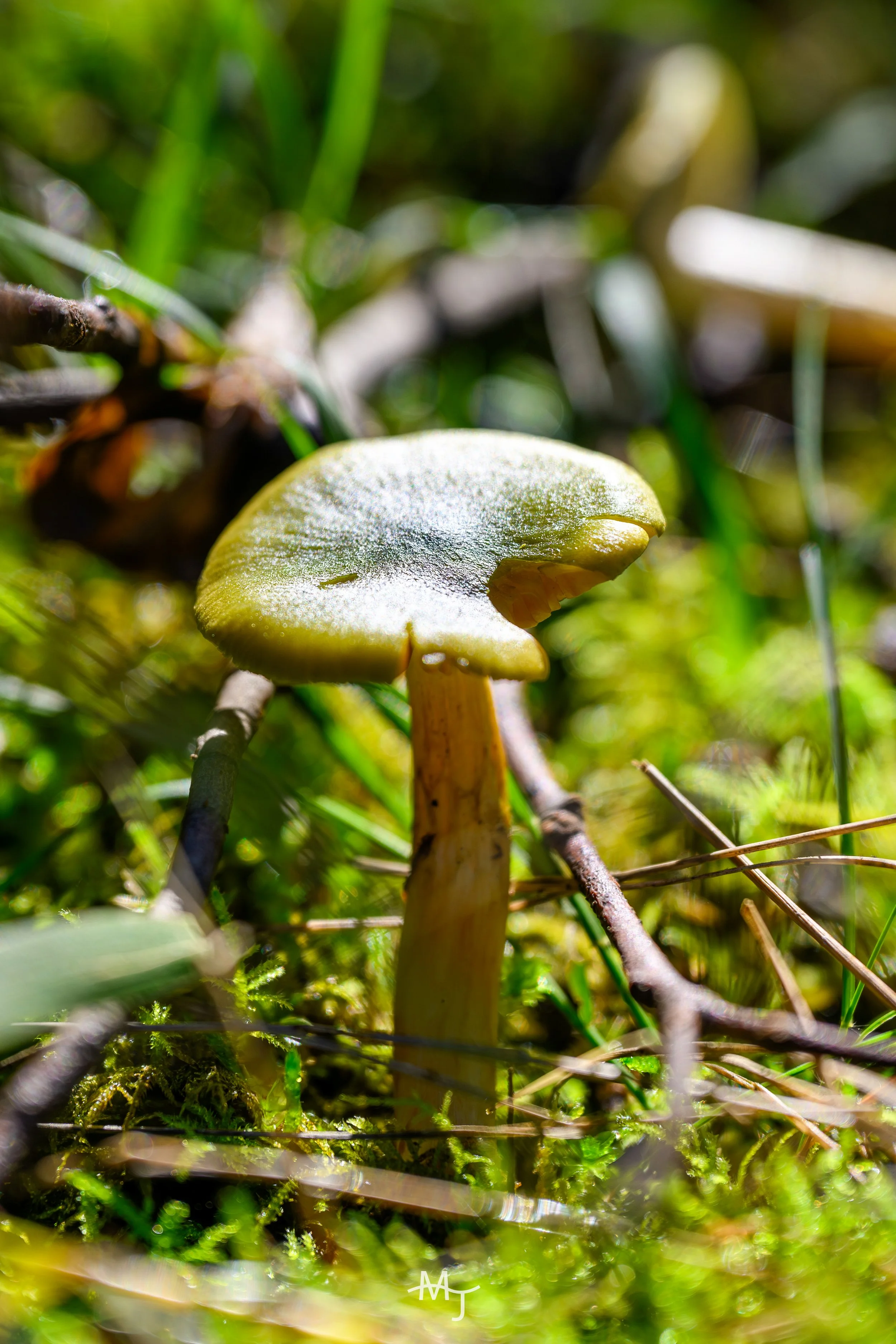 Mushroom.jpg
