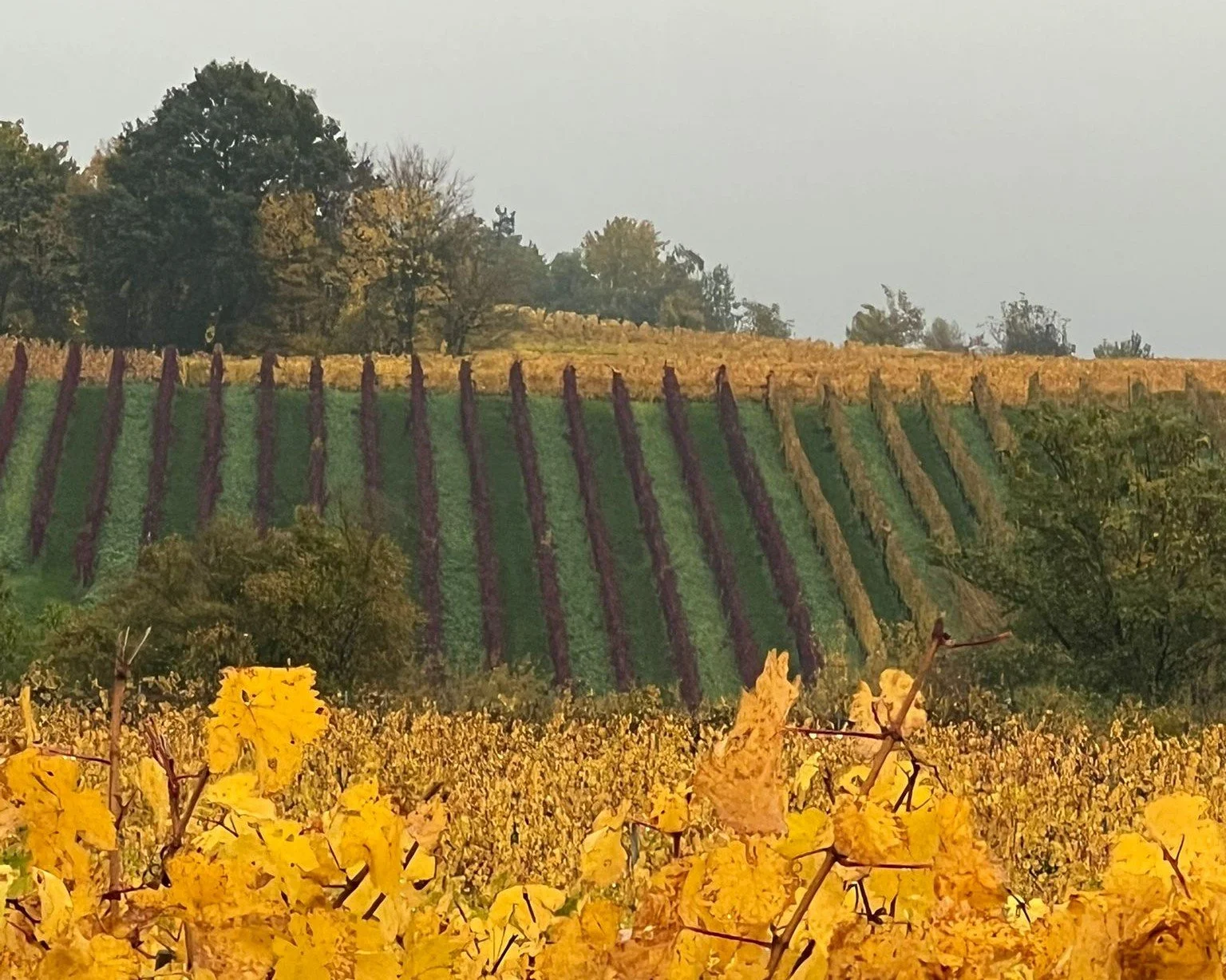Weinberge mit gelben Trauben im Vordergrund, grüne und lila Reihen auf dem Hügel im Hintergrund, Bäume über dem Hügel