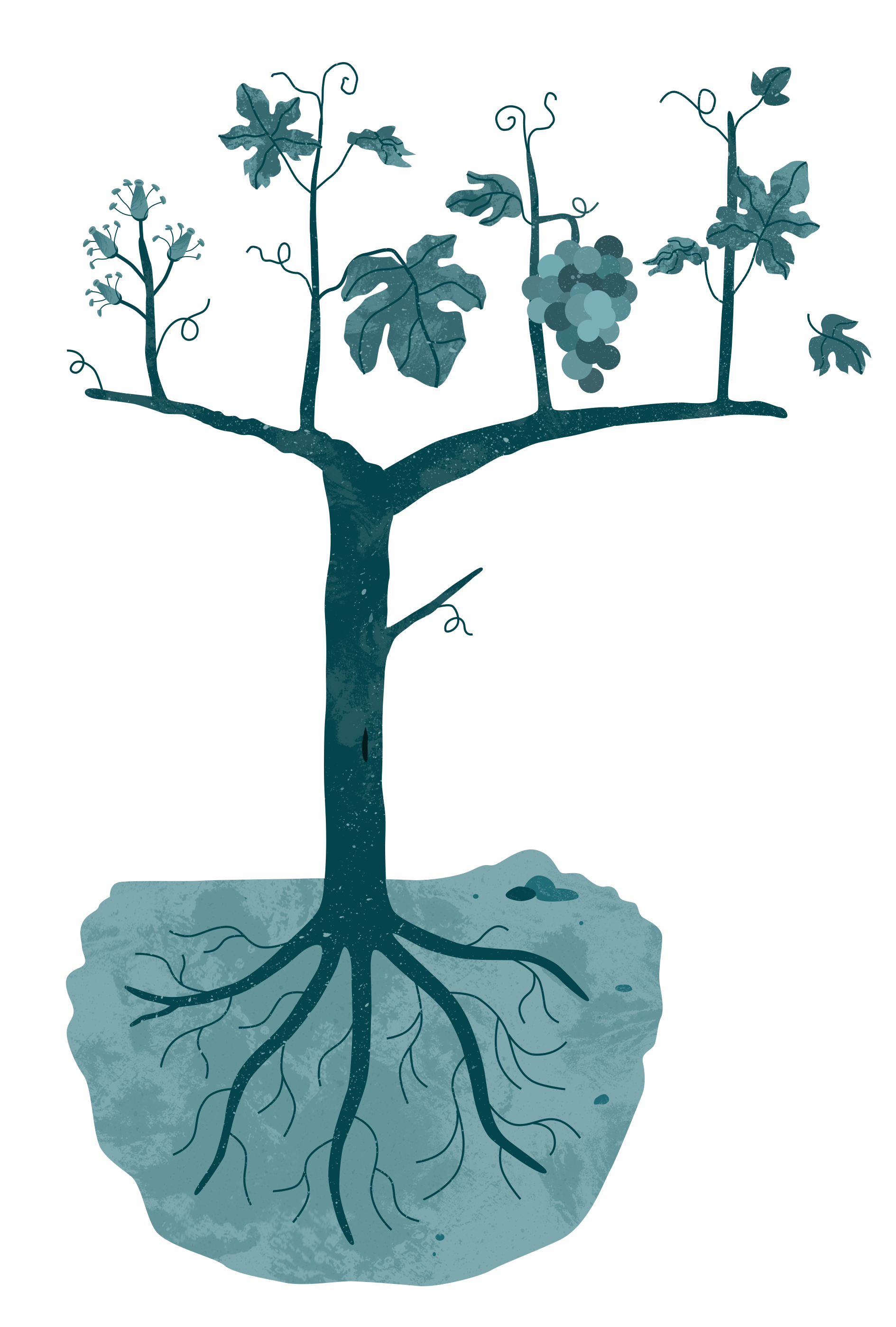 Grafische Darstellung des Wasserkreislaufs mit Wurzeln, Boden, Pflanzen, Luft und Regen.