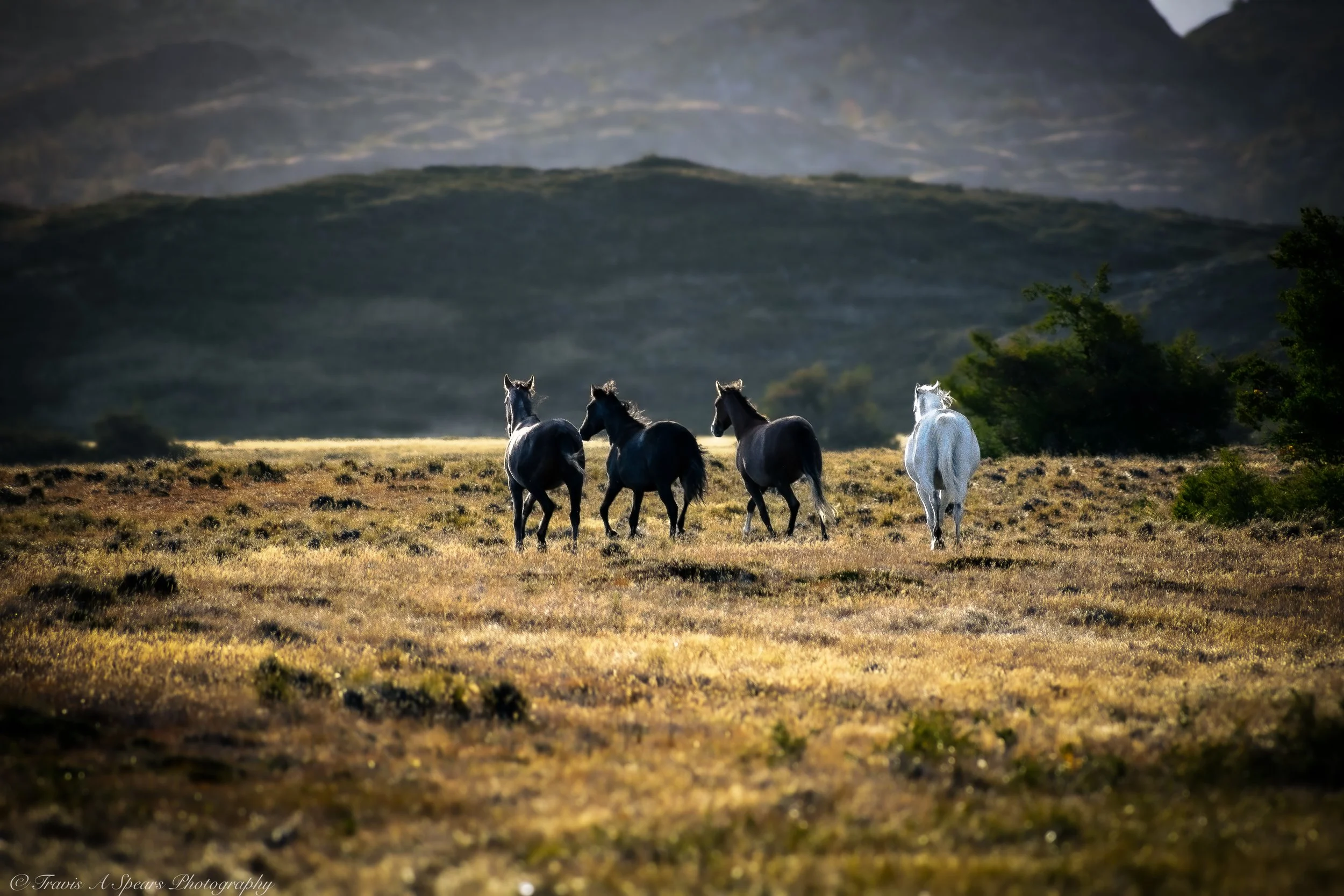 Wild Horses of Torres del Paine Art Print