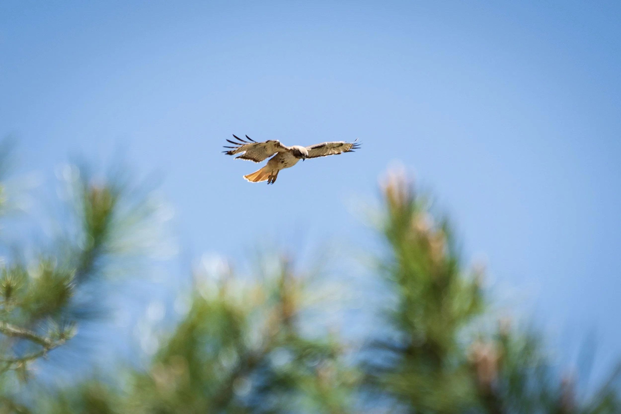 Bird of prey flying in a clear blue sky, with blurred green pine branches in the foreground.