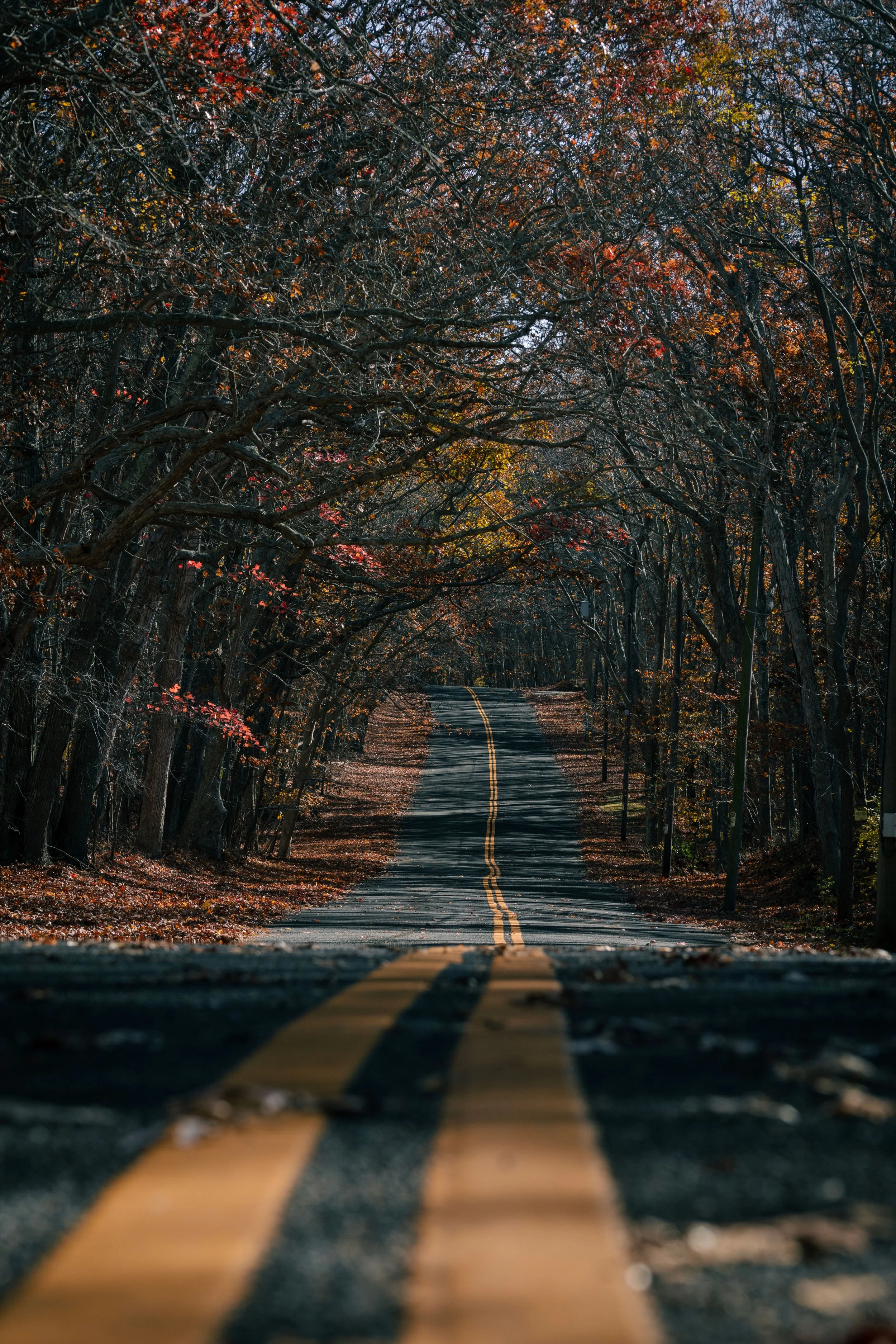 Nostrand Parkway.jpg