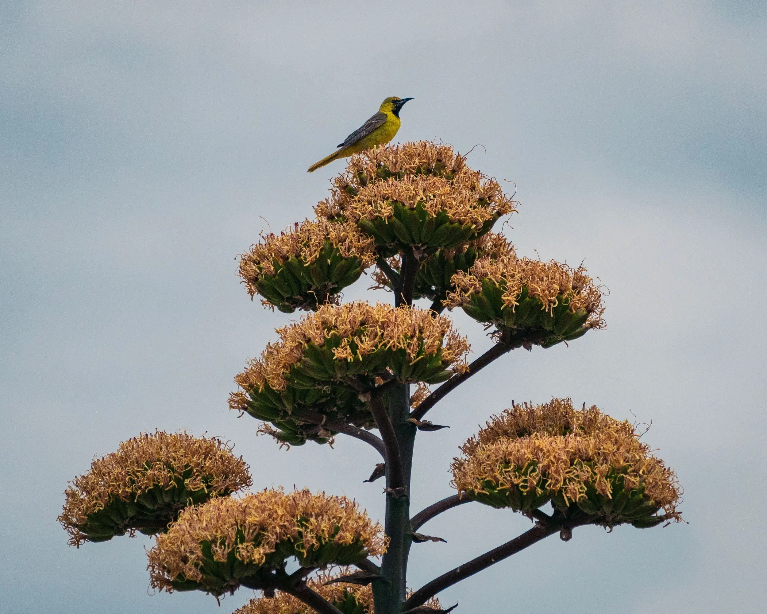 A yellow bird with black markings perched on top of a large flowering plant with multiple clusters of small, light brown flowers against a pale sky background.