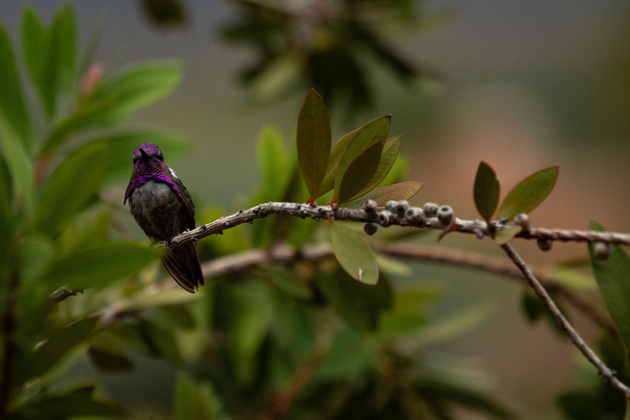 Small bird with iridescent purple and black feathers perched on a branch among green leaves.
