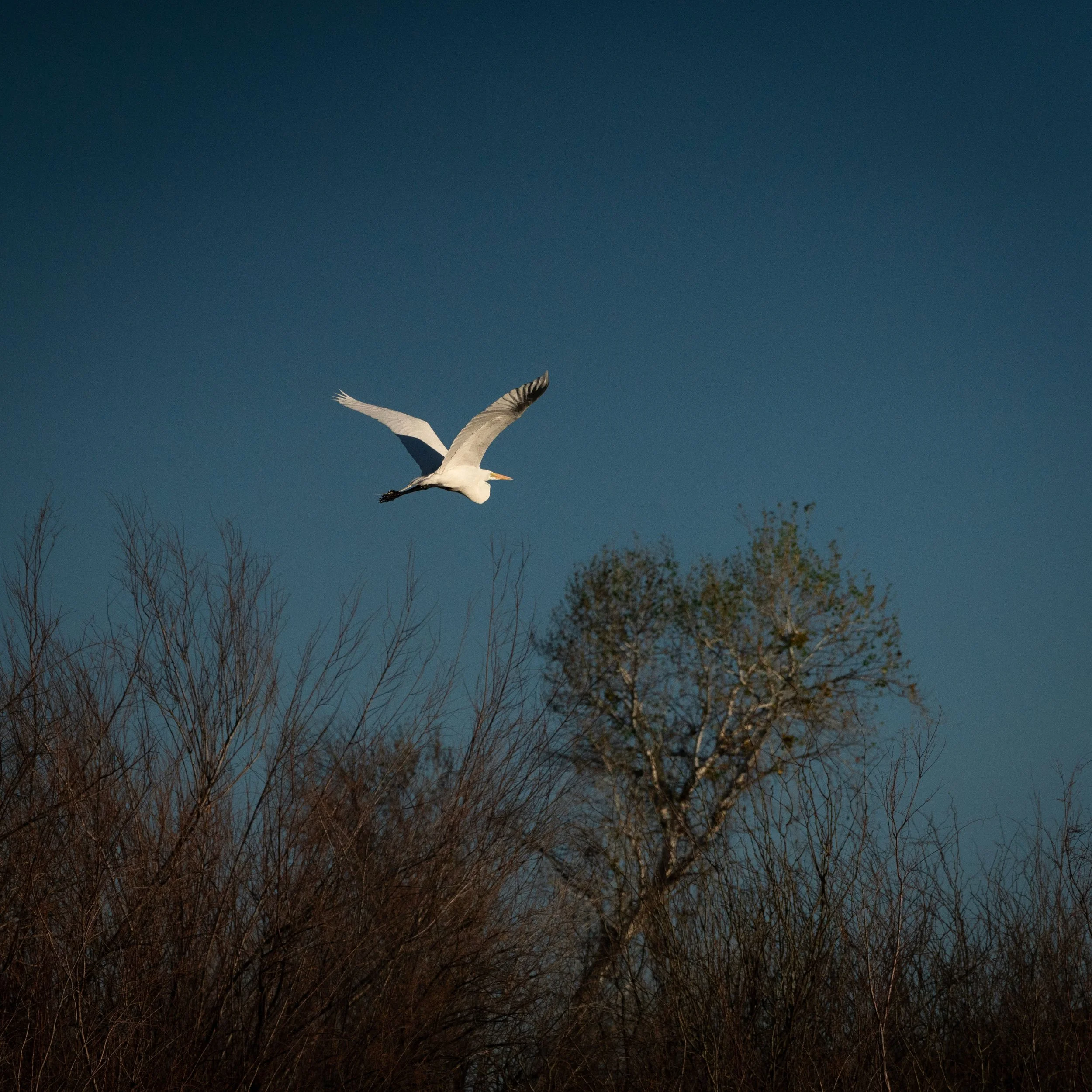 Solitary Flight - Salt River, Arizona