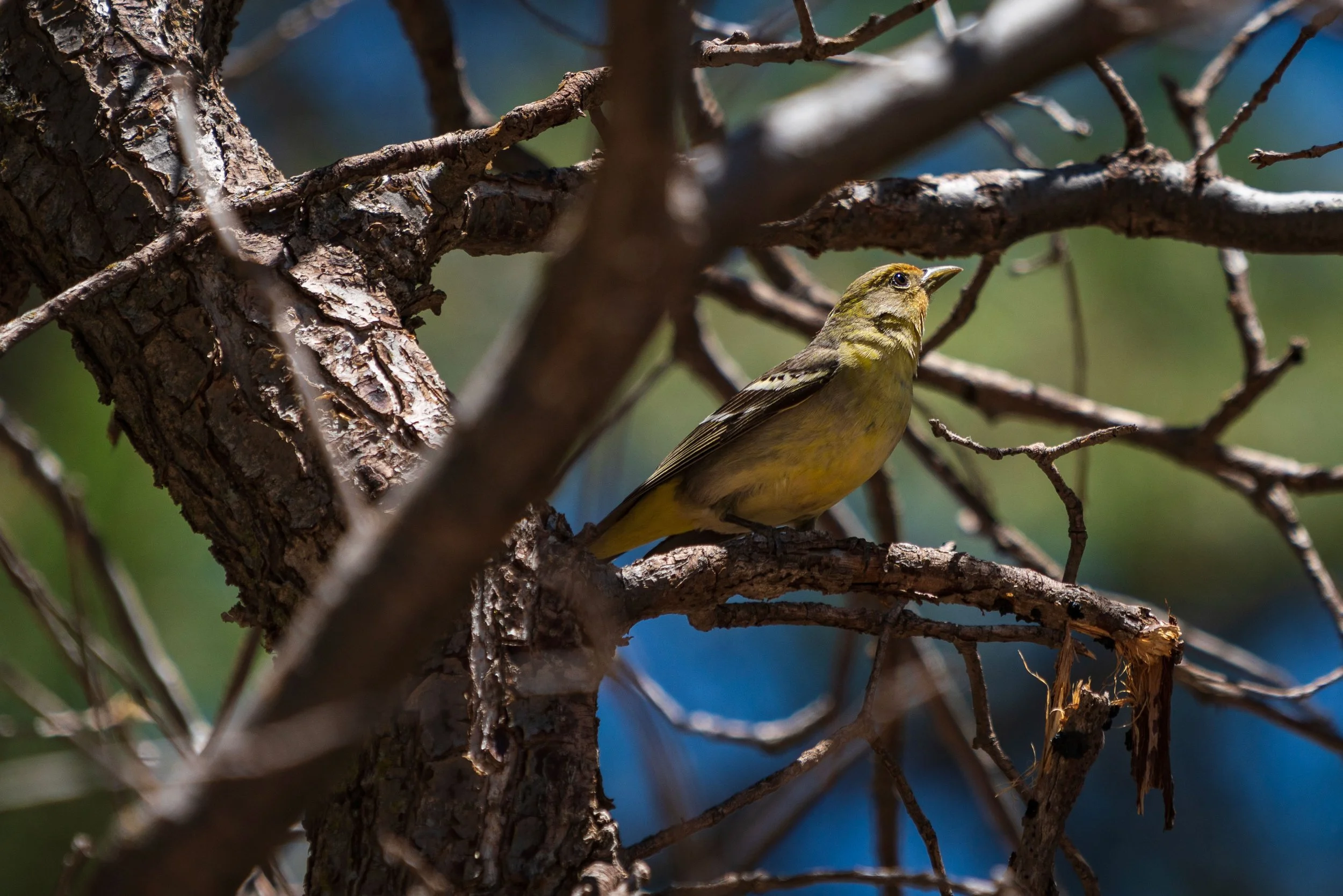 A small yellow and green bird perched on a branch amid tree branches with blurred green and blue background.