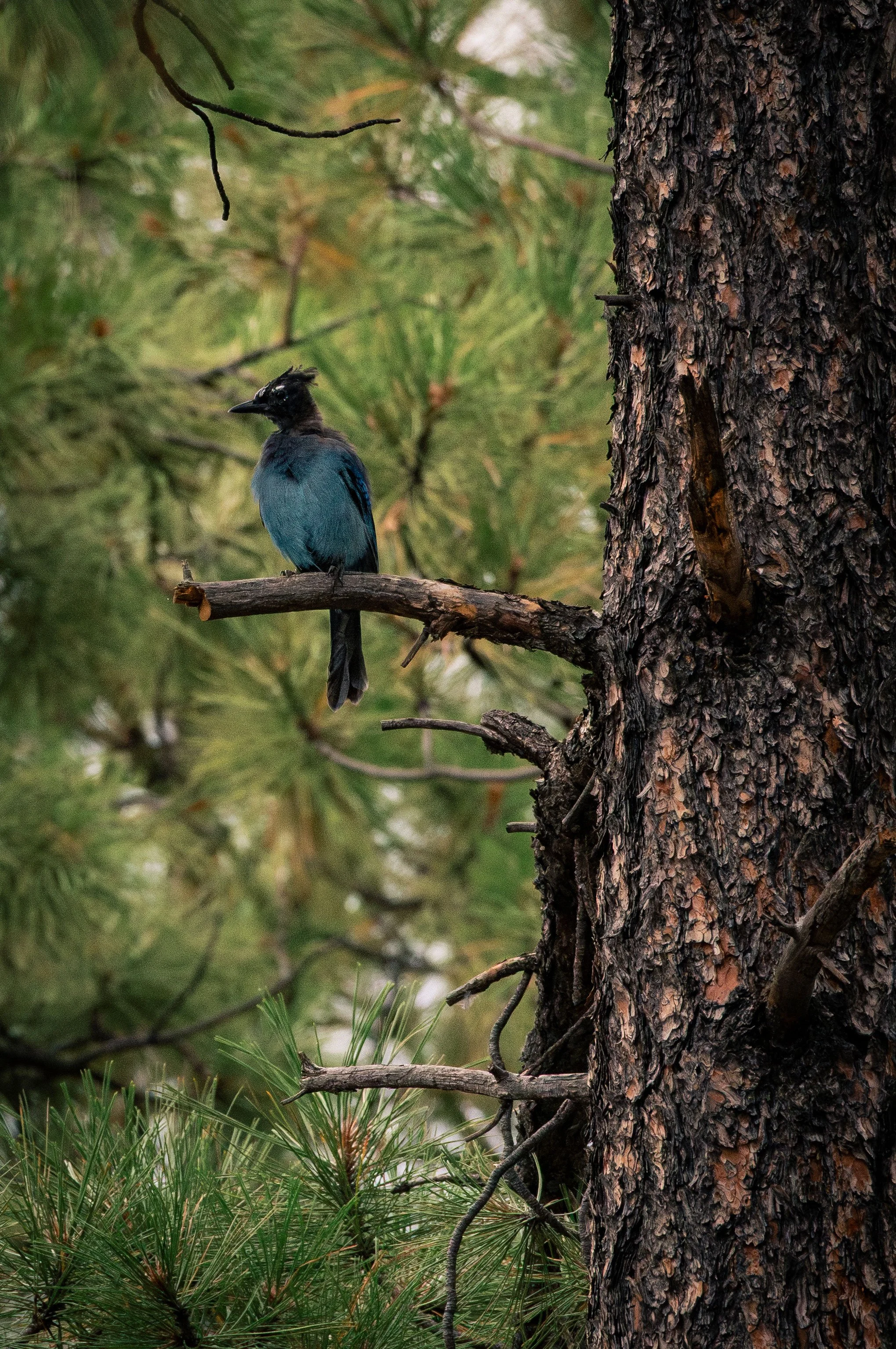 A bird with blue and black feathers perched on a branch next to a pine tree trunk in a forest setting.