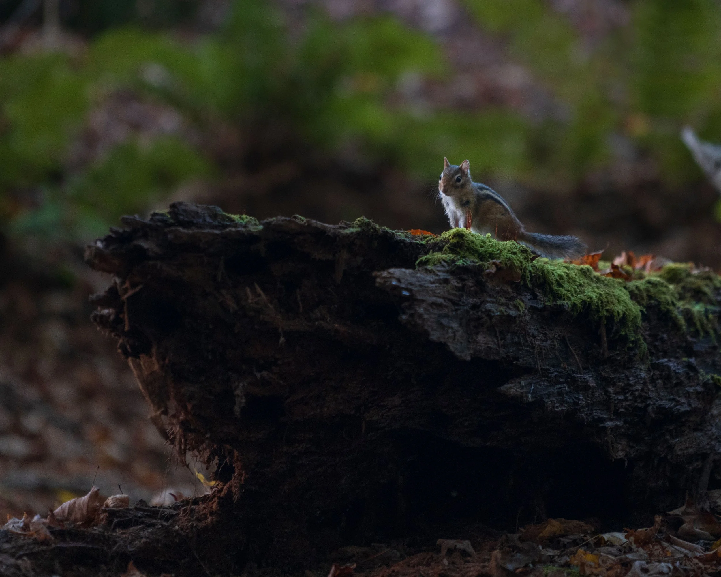 A small squirrel standing on a moss-covered log in a forest setting, surrounded by fallen leaves and greenery.